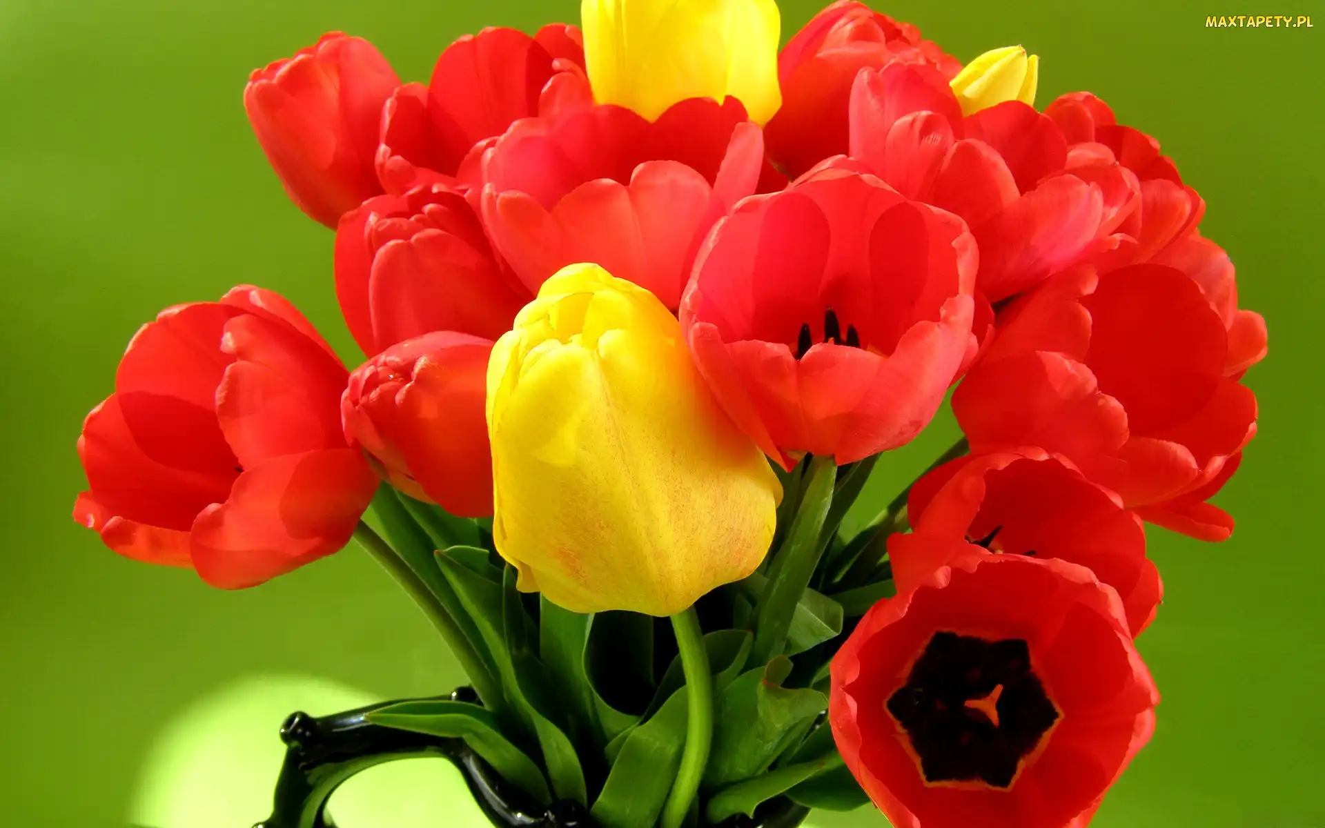 Czerwone, Tulipany, Bukiet