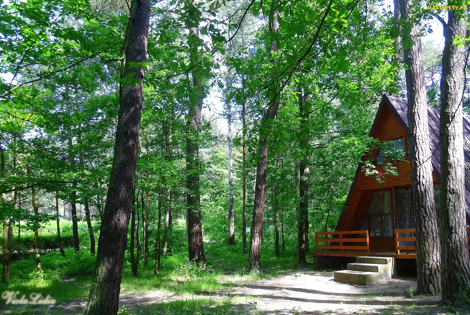 Ośrodek, Drzewa, Domek, Drewniany, Park