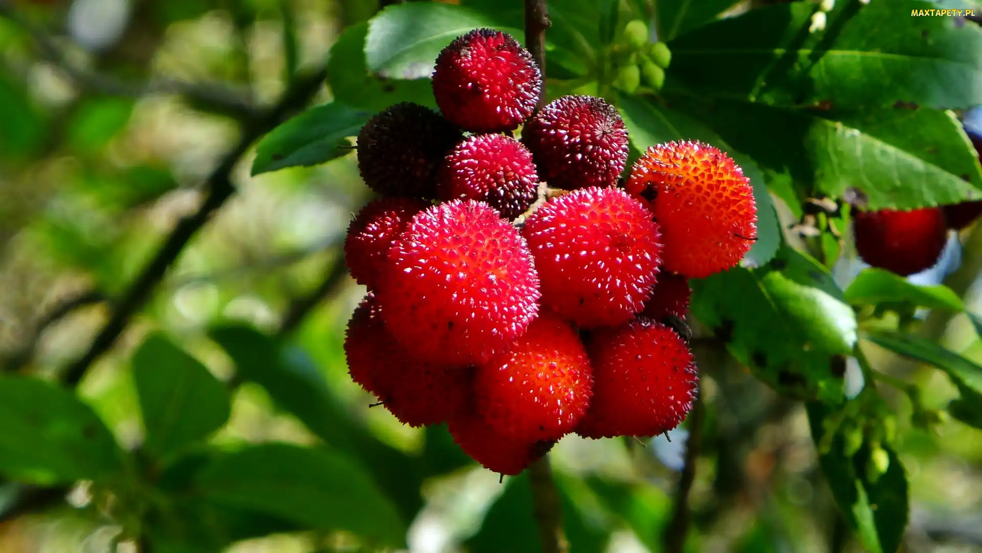 Rozmycie, Owoce, Chruścina Jagodna, Arbutus Unedo
