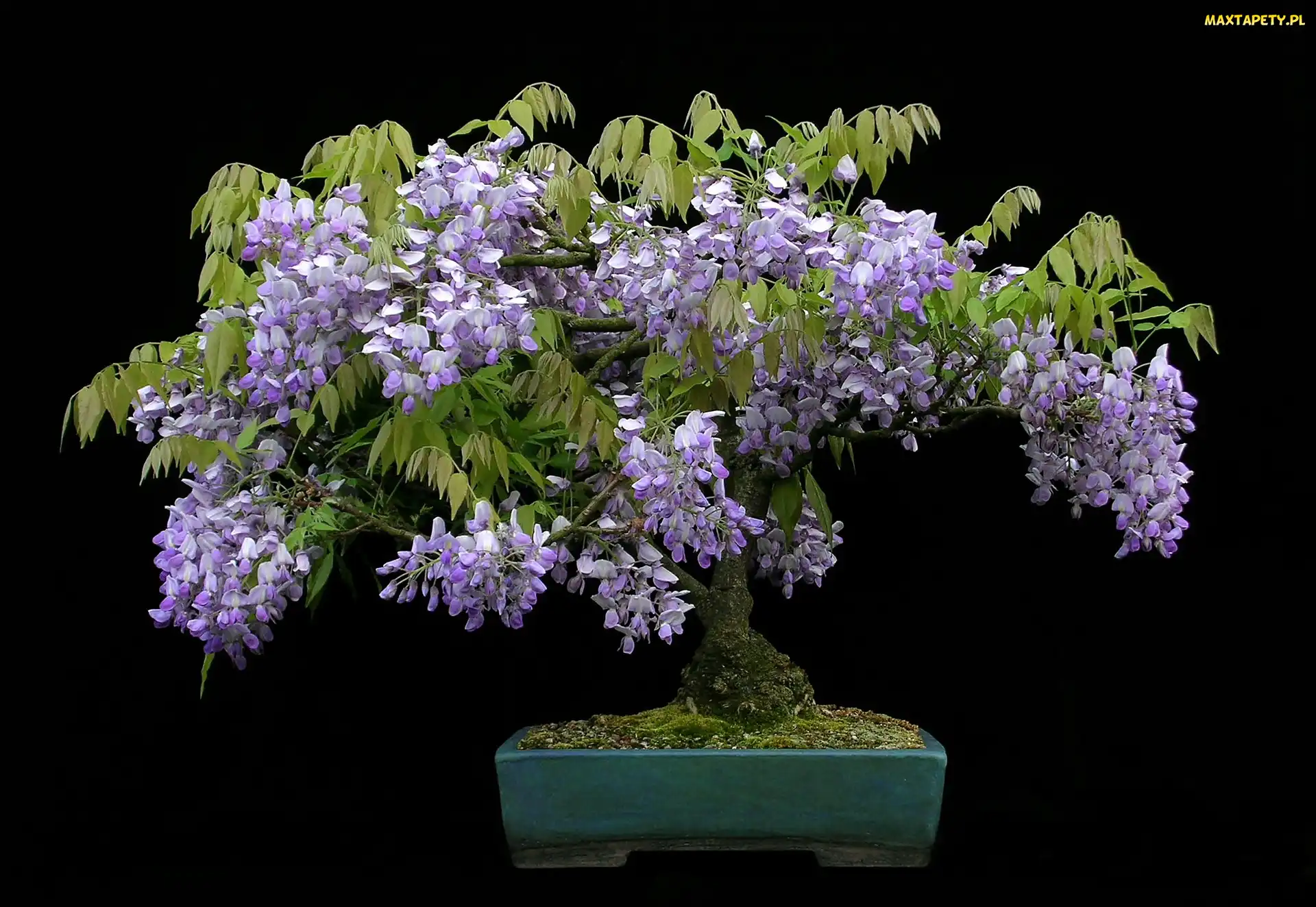 Tło, Czarne, Bonsai, Glicynia