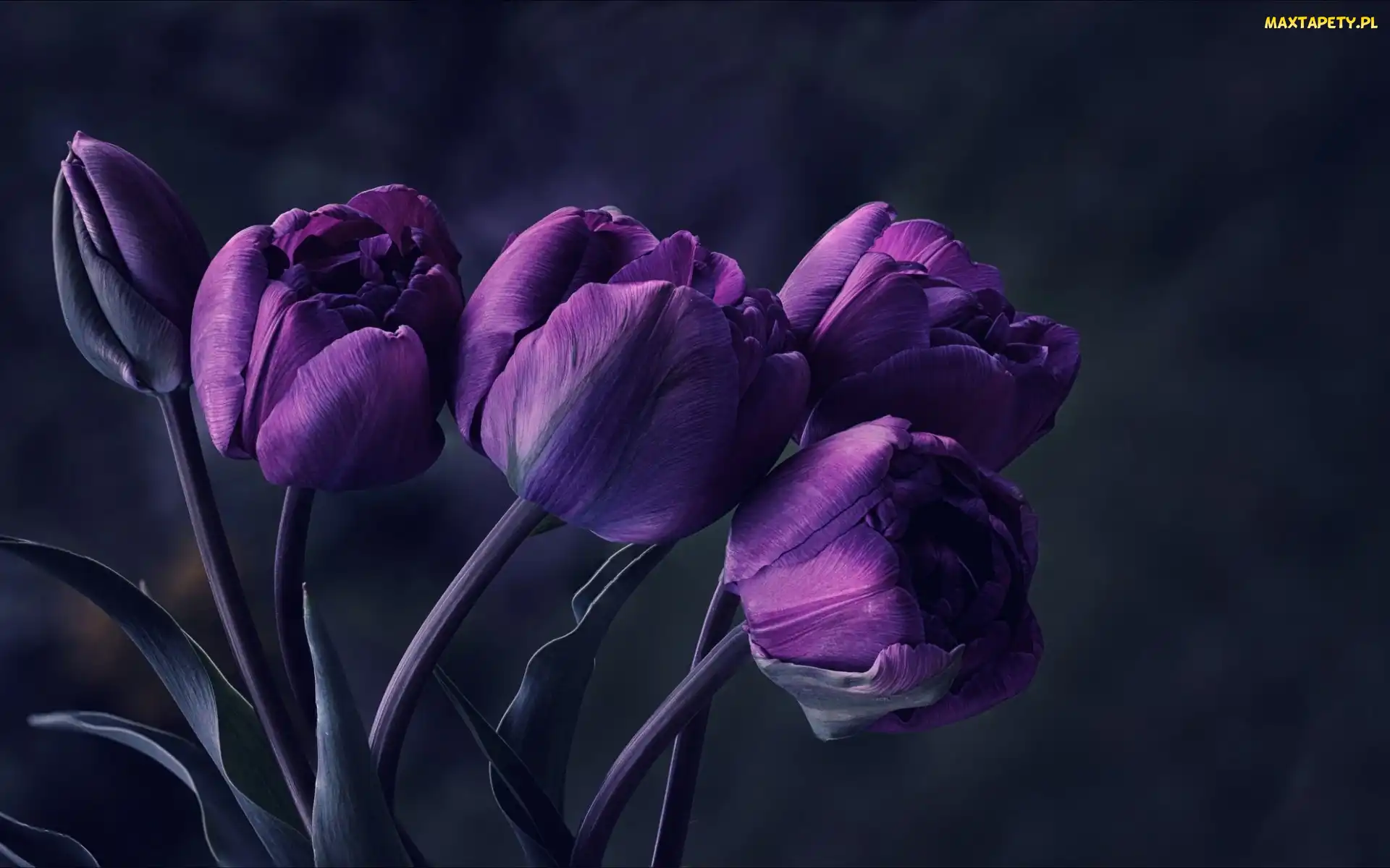 Kwiaty, Tulipany, Bukiet