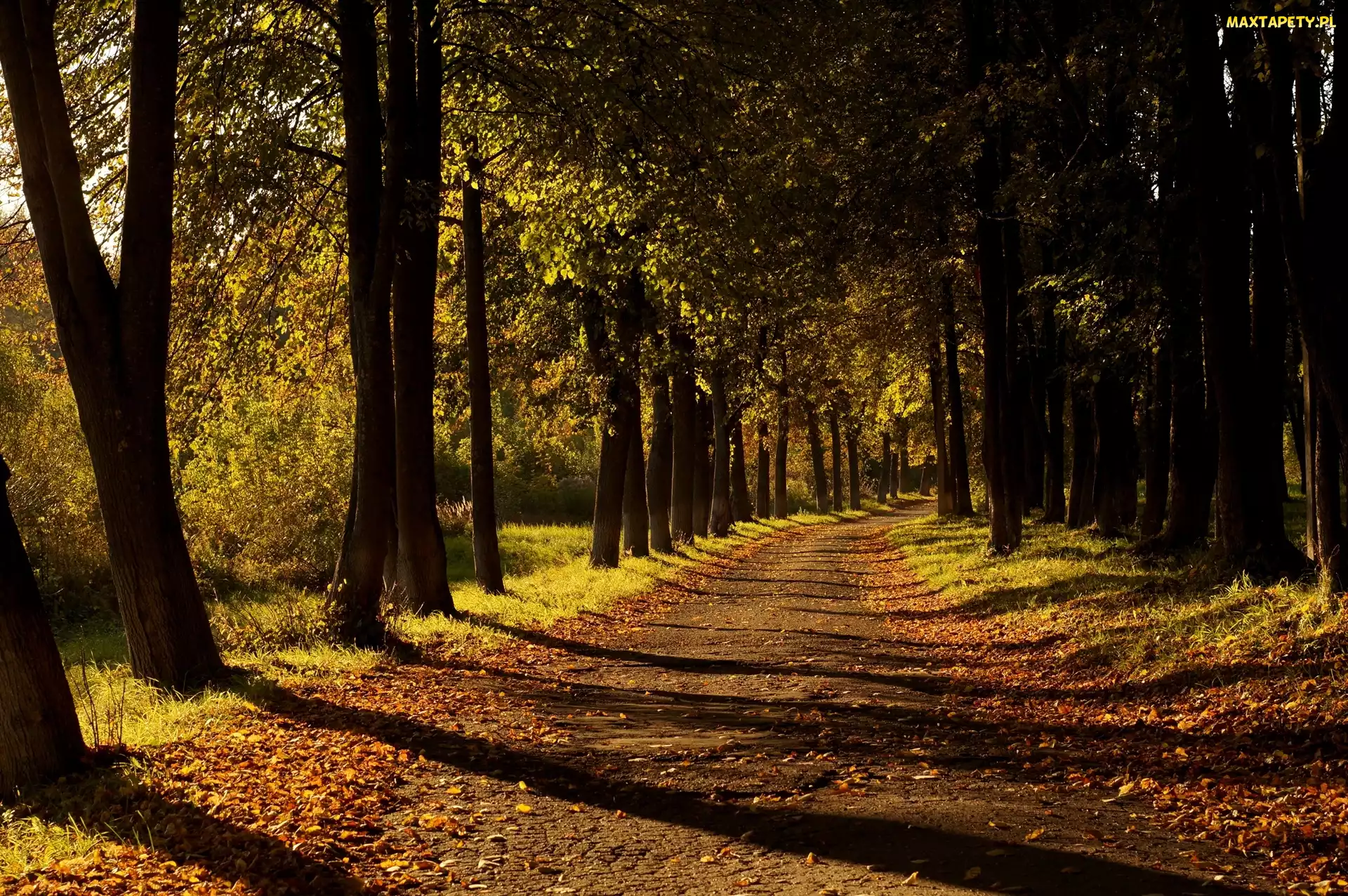 Park, Światło, Droga, Przebijające