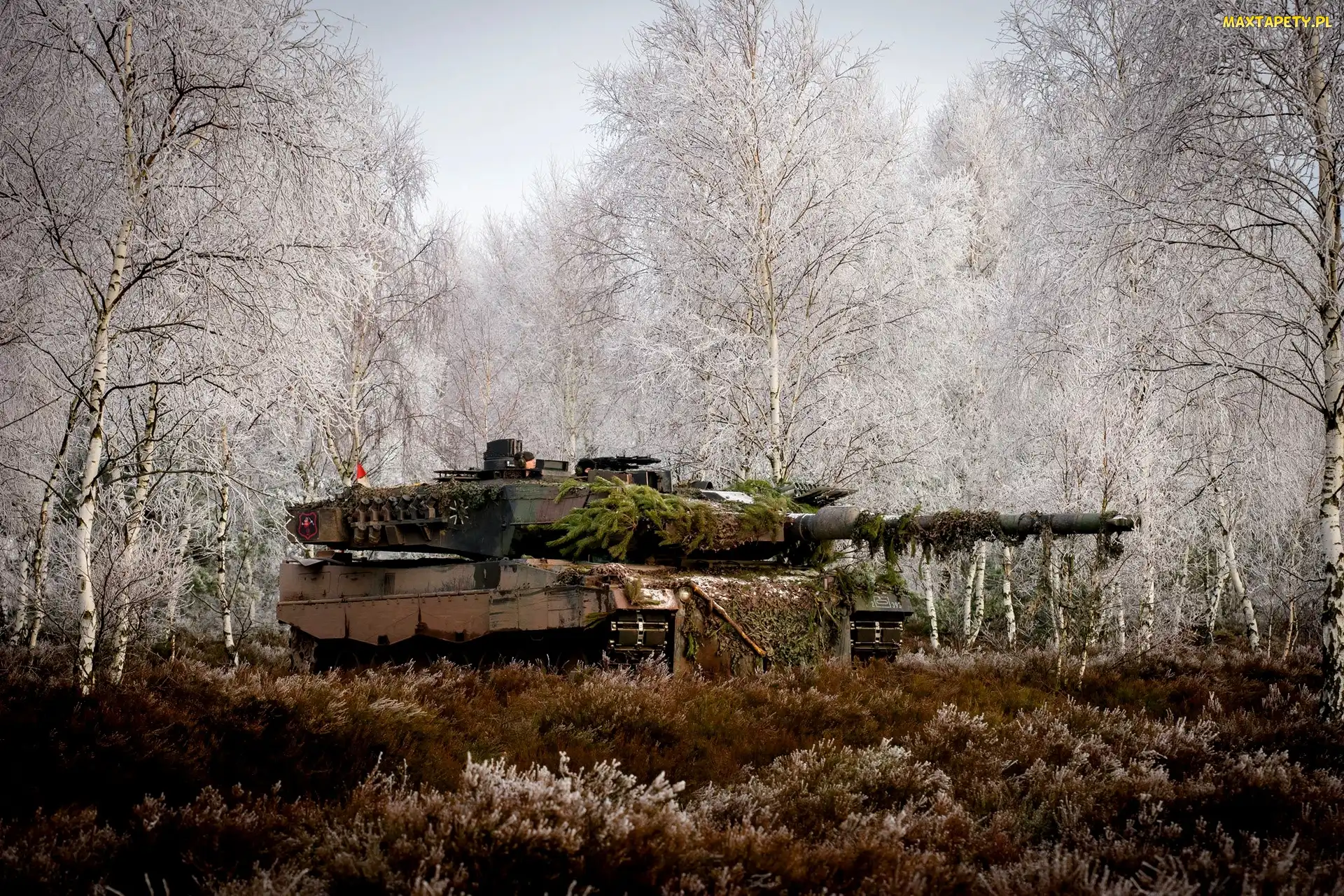Brzozy, Trawa, Czołg, Leopard 2a5