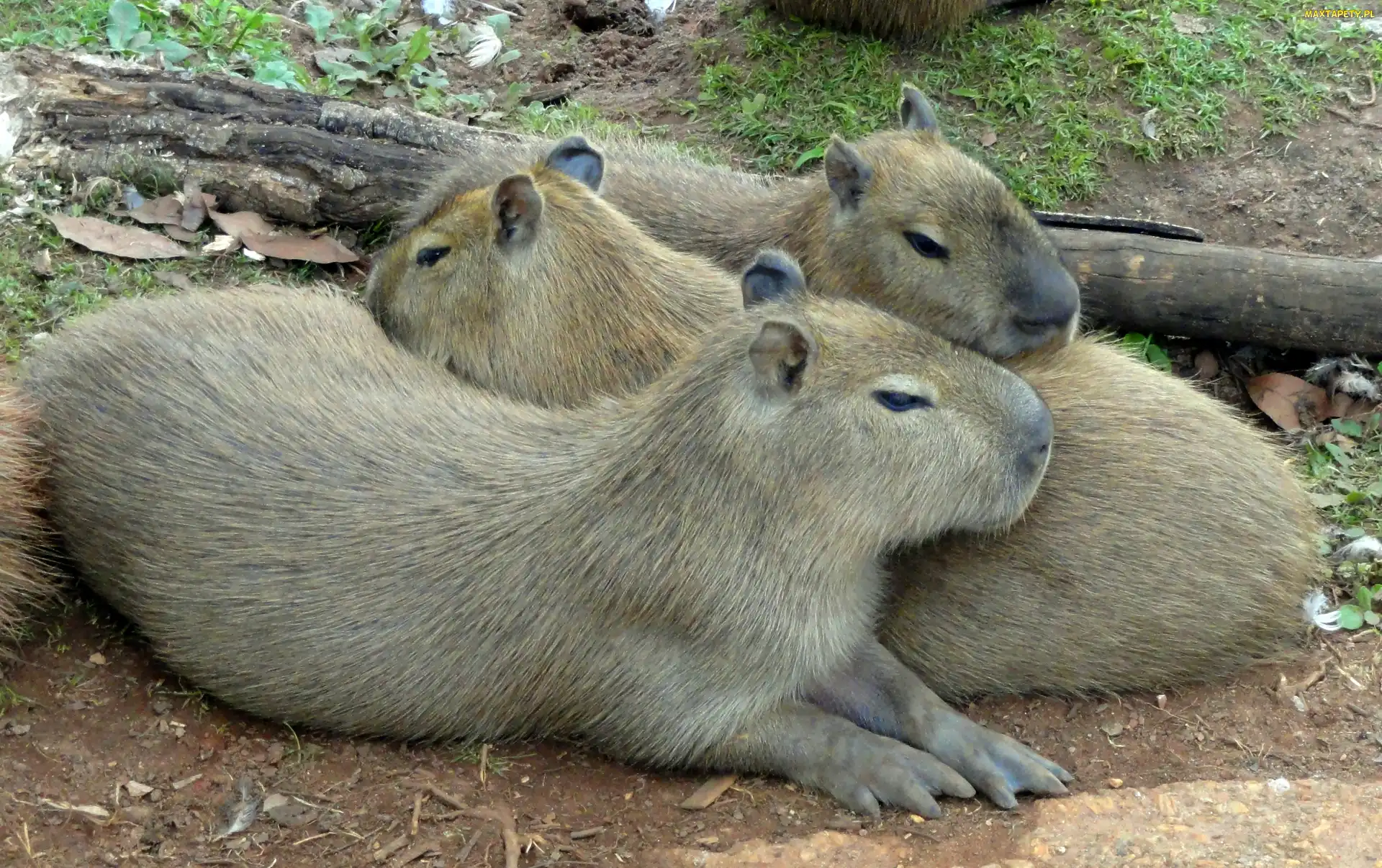 Kapibary, Kłoda, Trzy