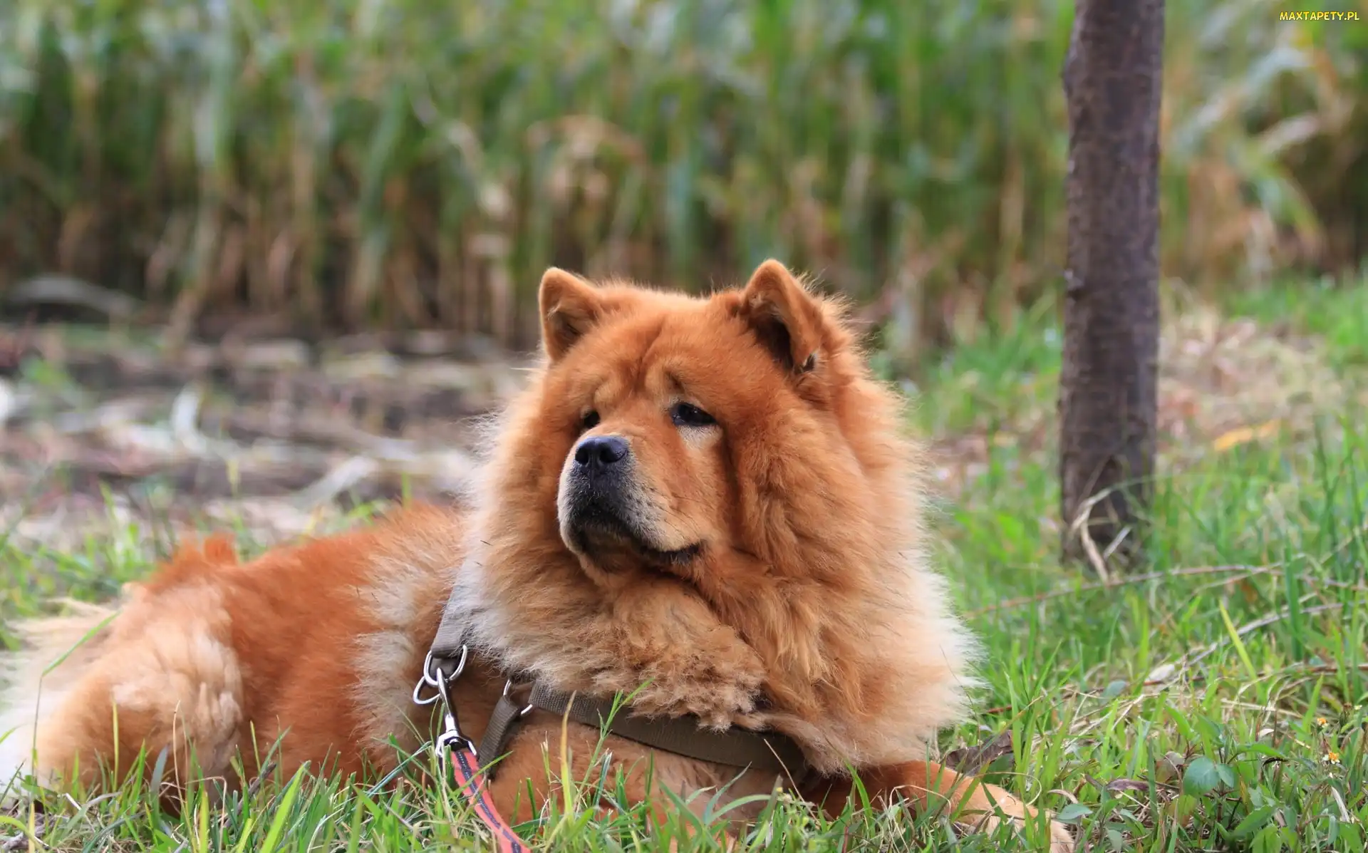 Pies, Trawa, Chow chow