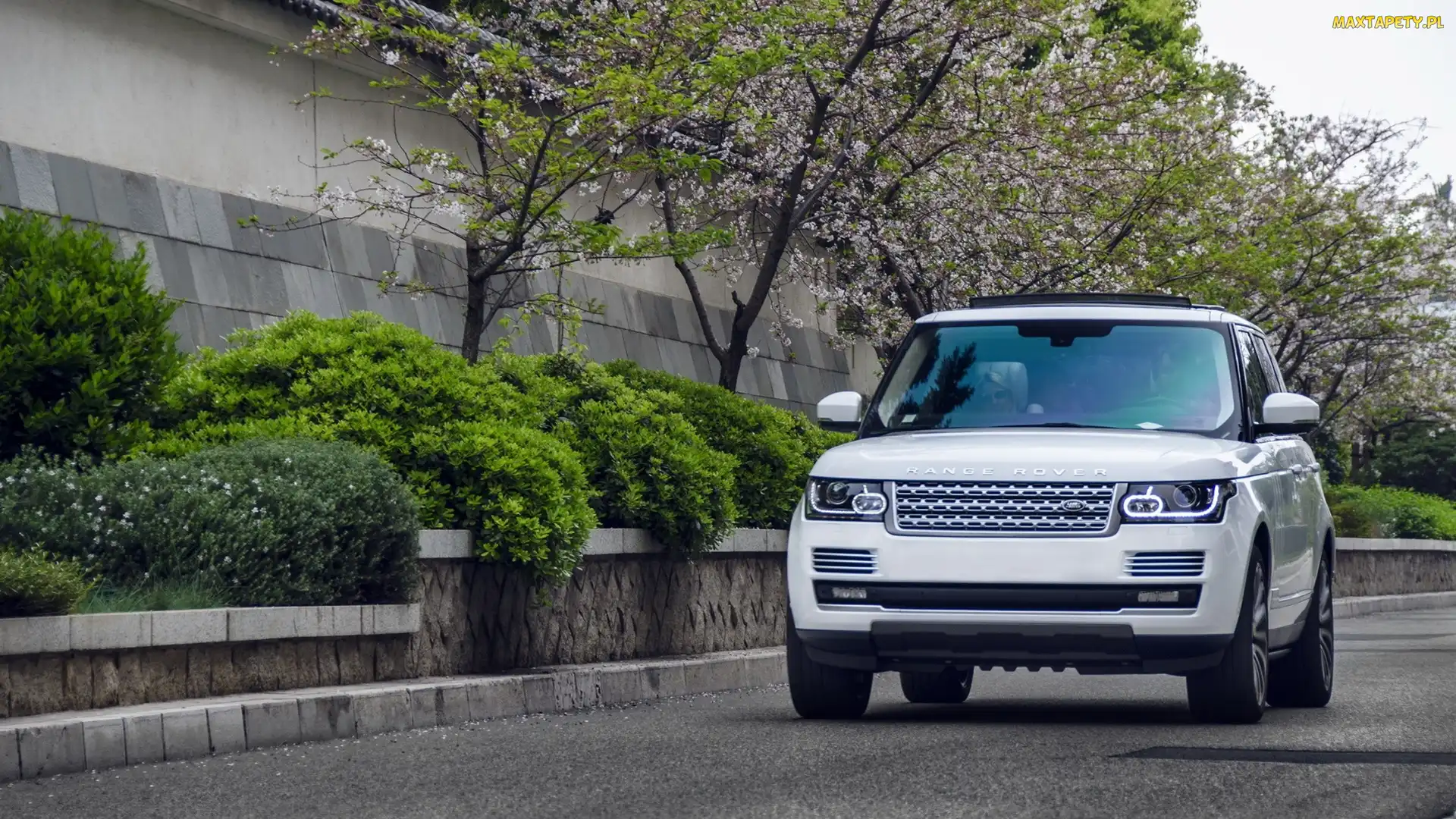 Krzewy, Drzewa, Biały, Range Rover