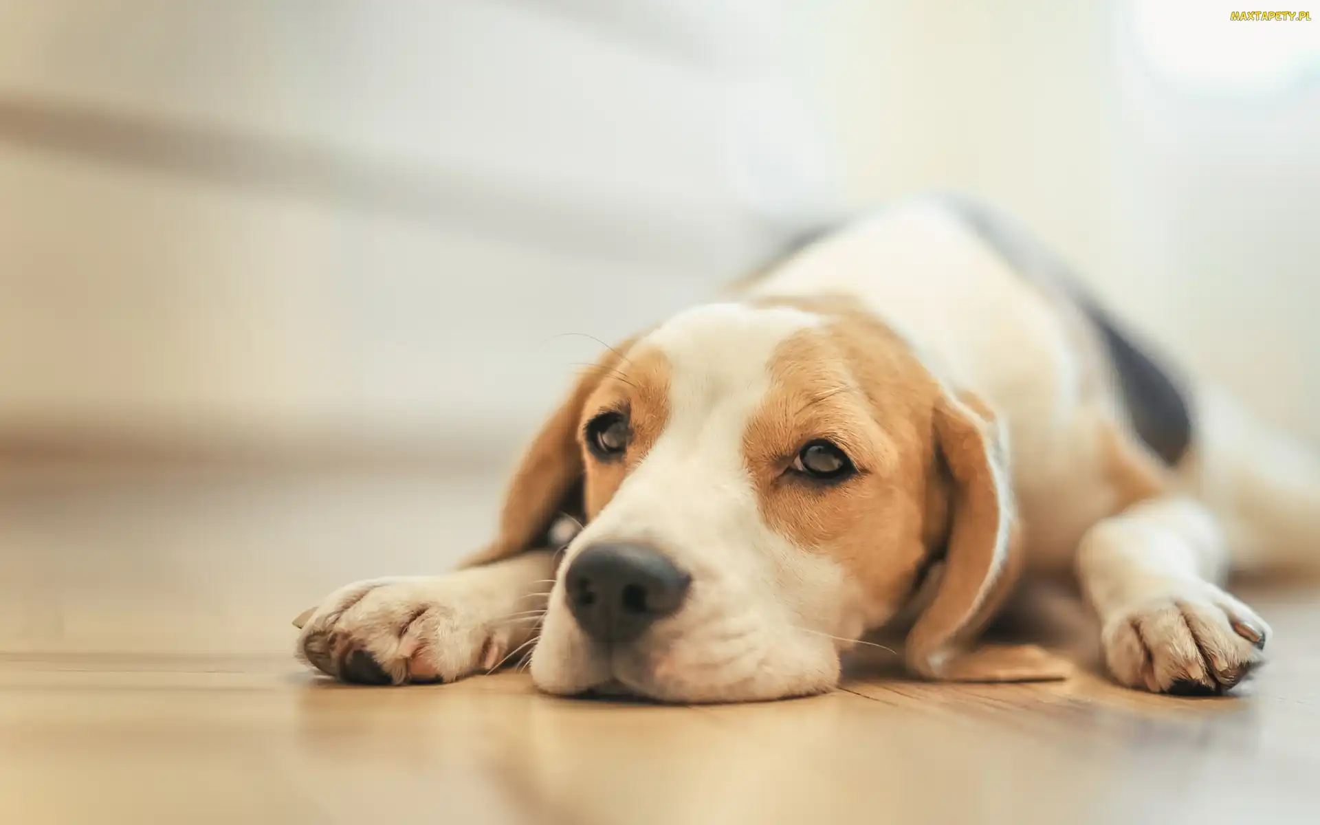 Pies, Beagle, Szczeniak