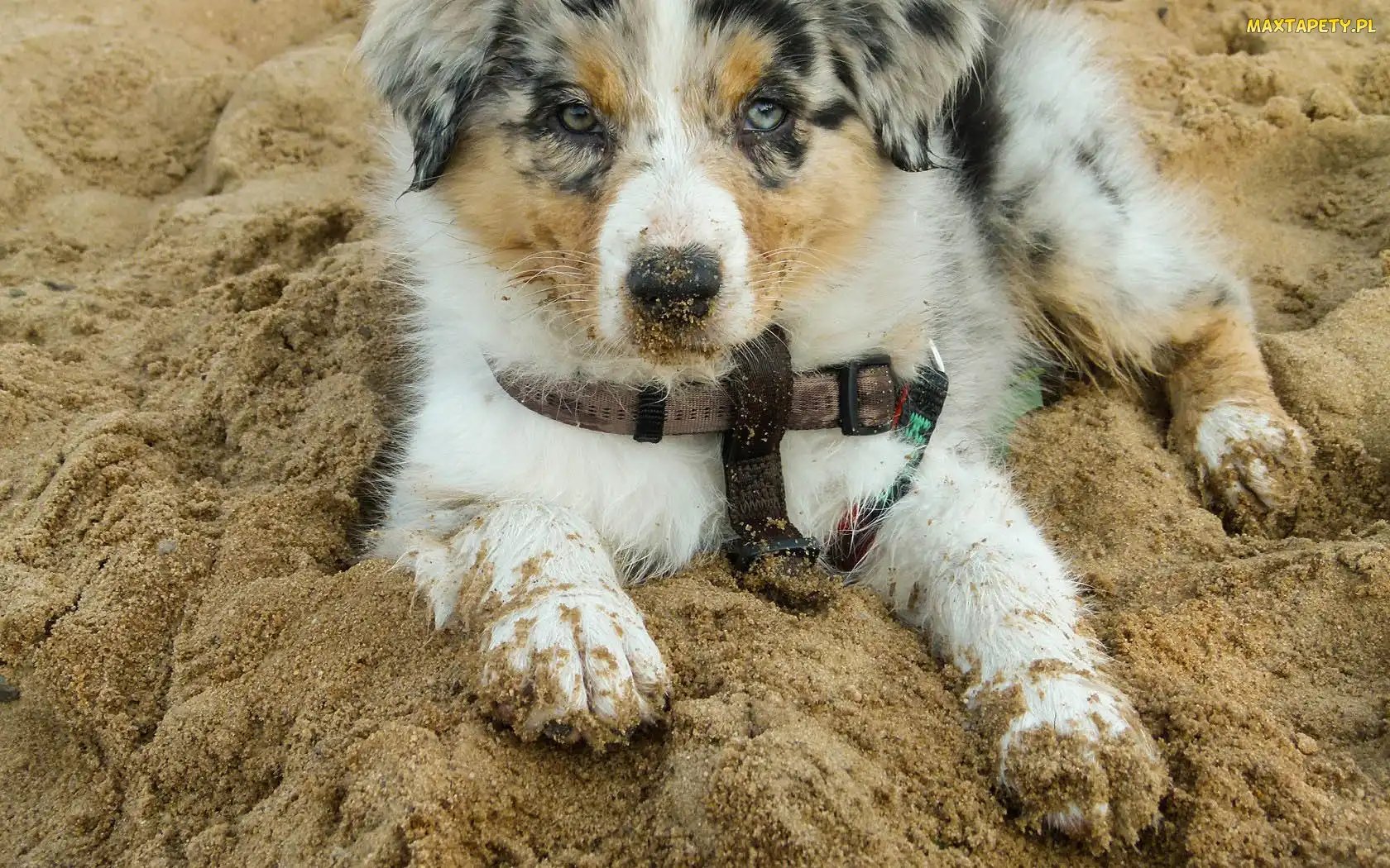 Szczeniak, Owczarek australijski-australian shepherd