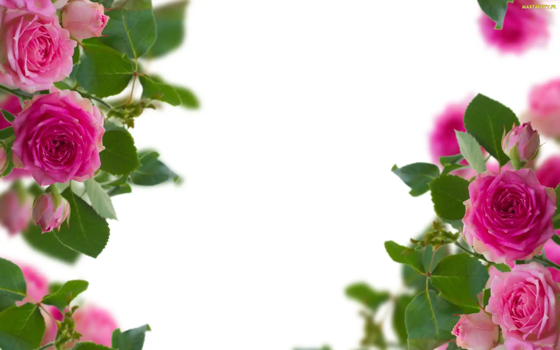 Rozowe, Roze, Kwiaty