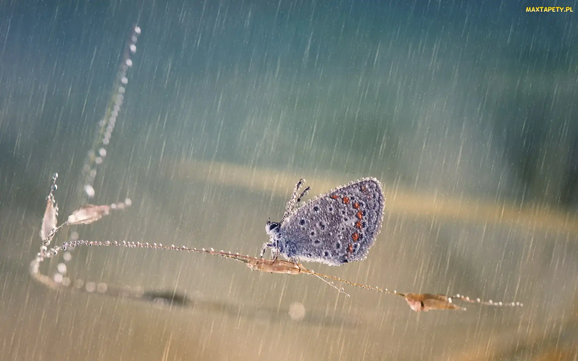 Motyl, Źdźbło, Trawa, Deszcz, Modraszek