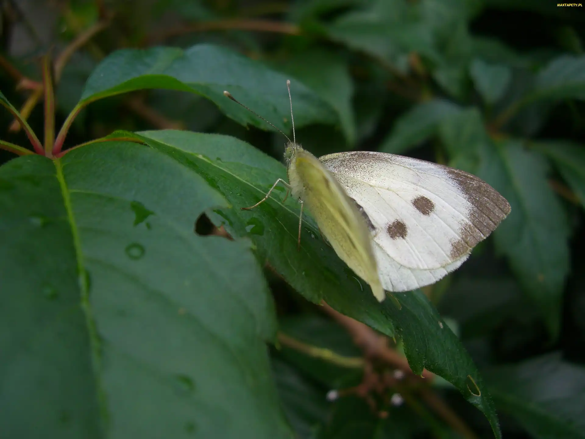Bielinek, Liście, Motyl, Winobluszcz, Kapustnik