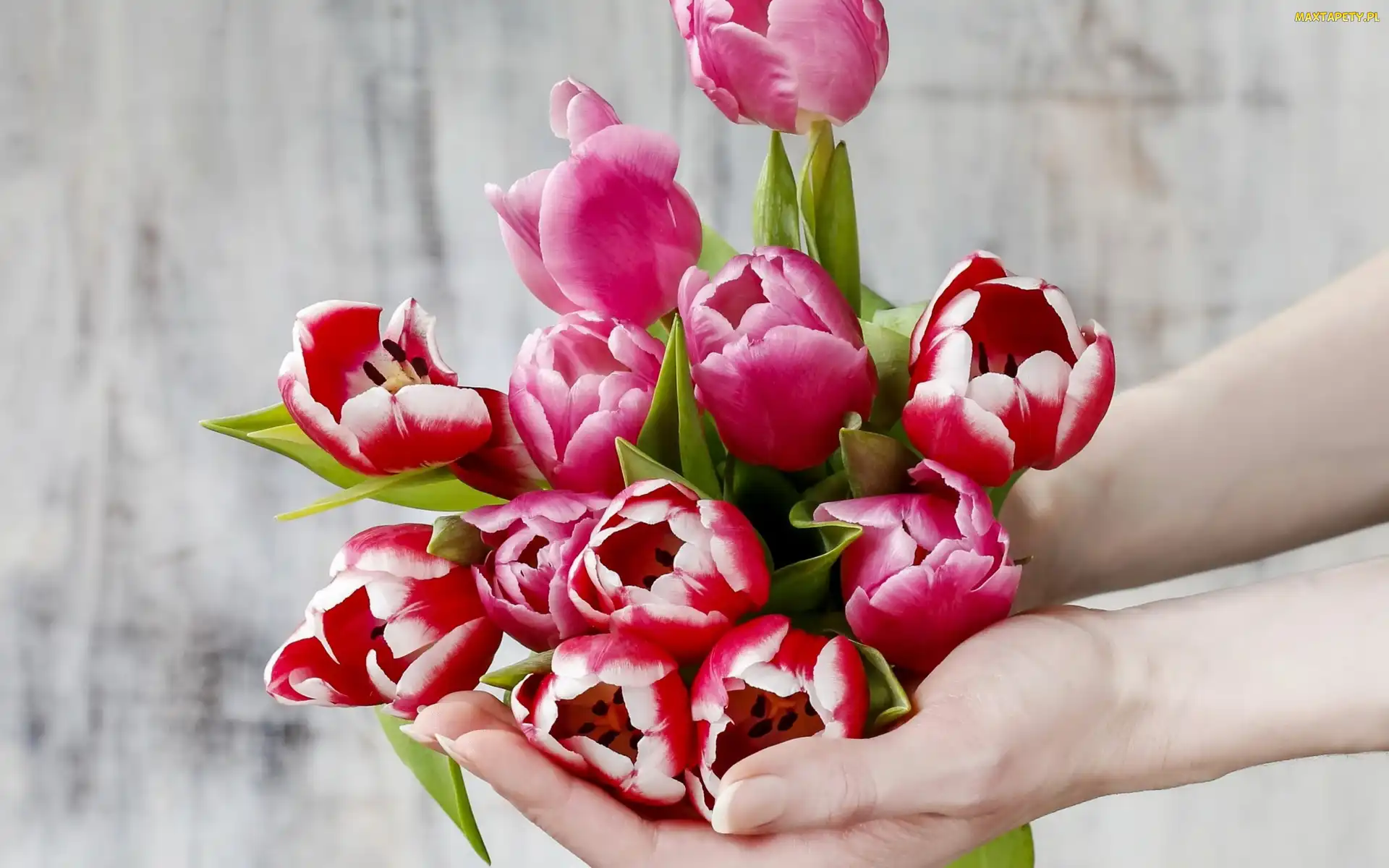 Dlonie, Tulipany, Kwiaty