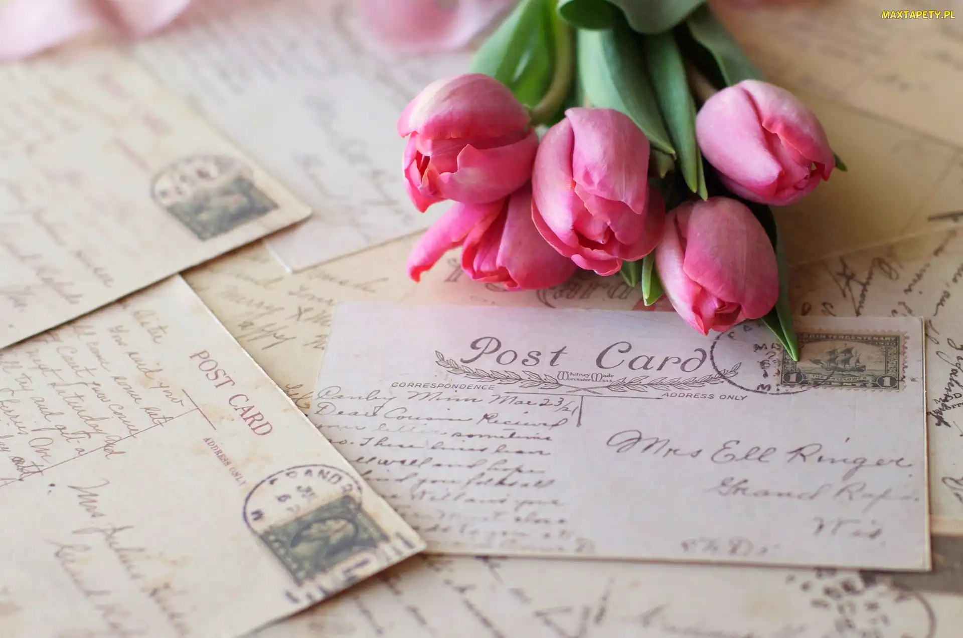 Tulipany, Listy, Kwiaty