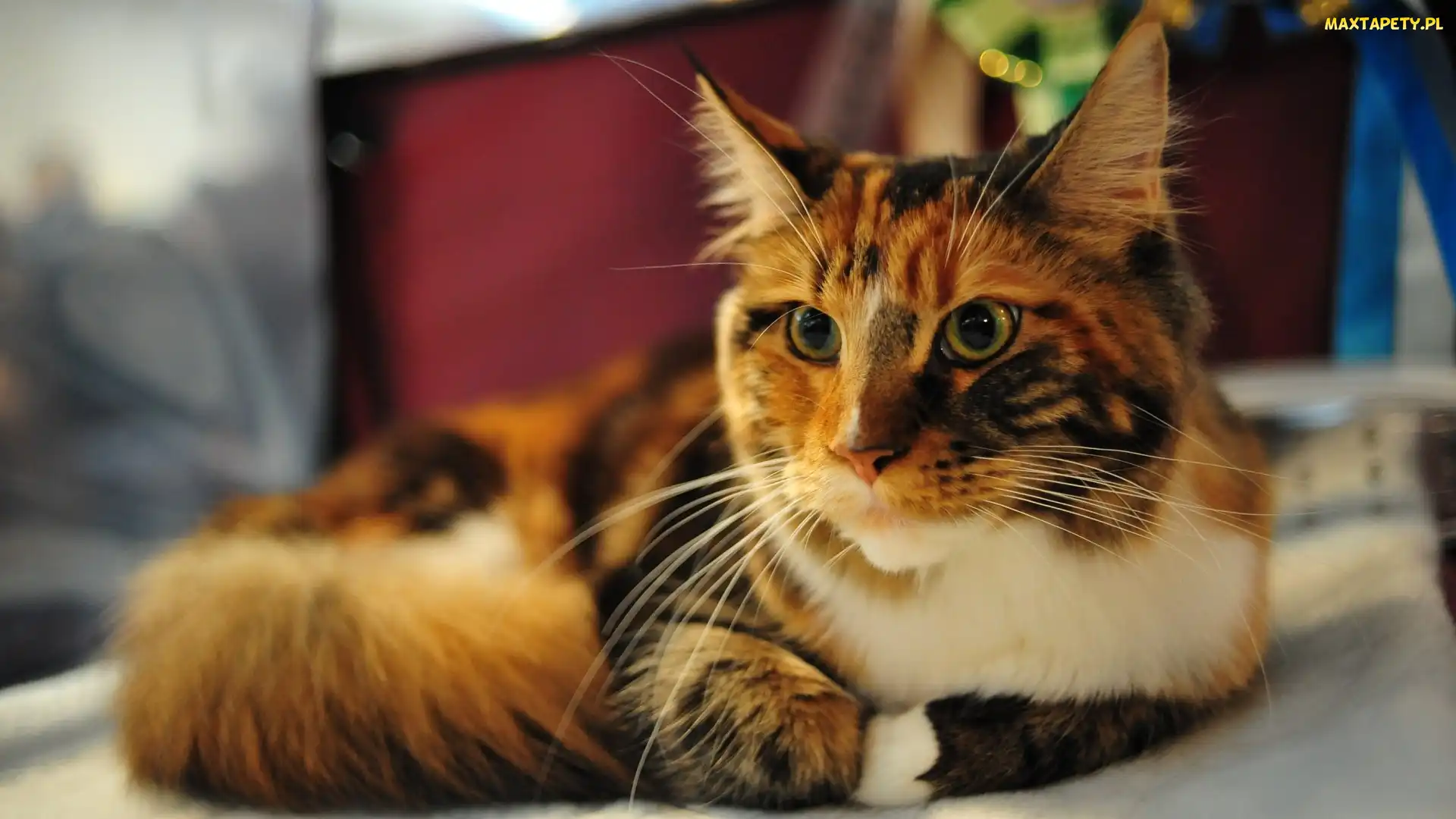 Kotek, Maine Coon