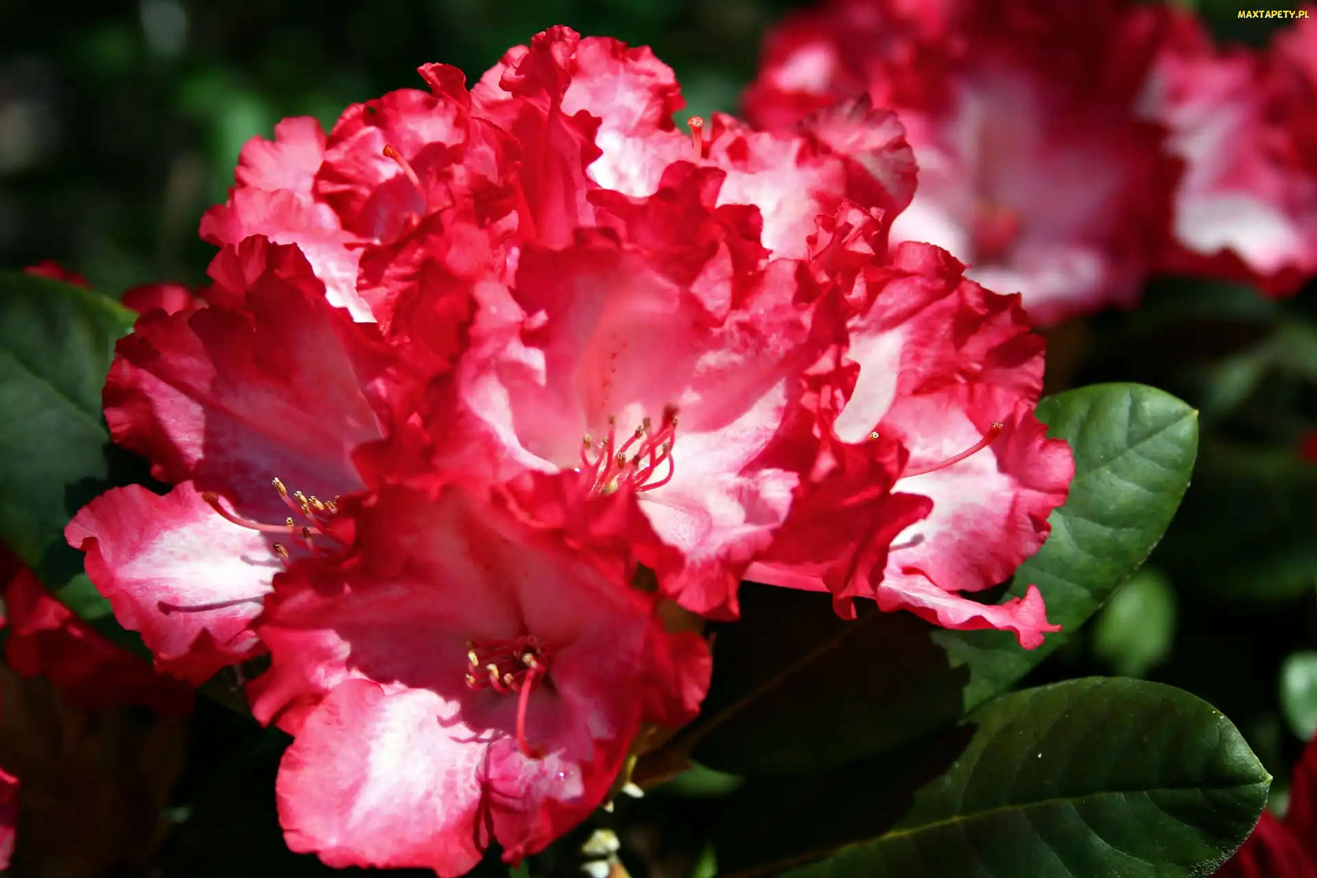 Zbliżenie, Kwiat, Rododendron, Czerwony