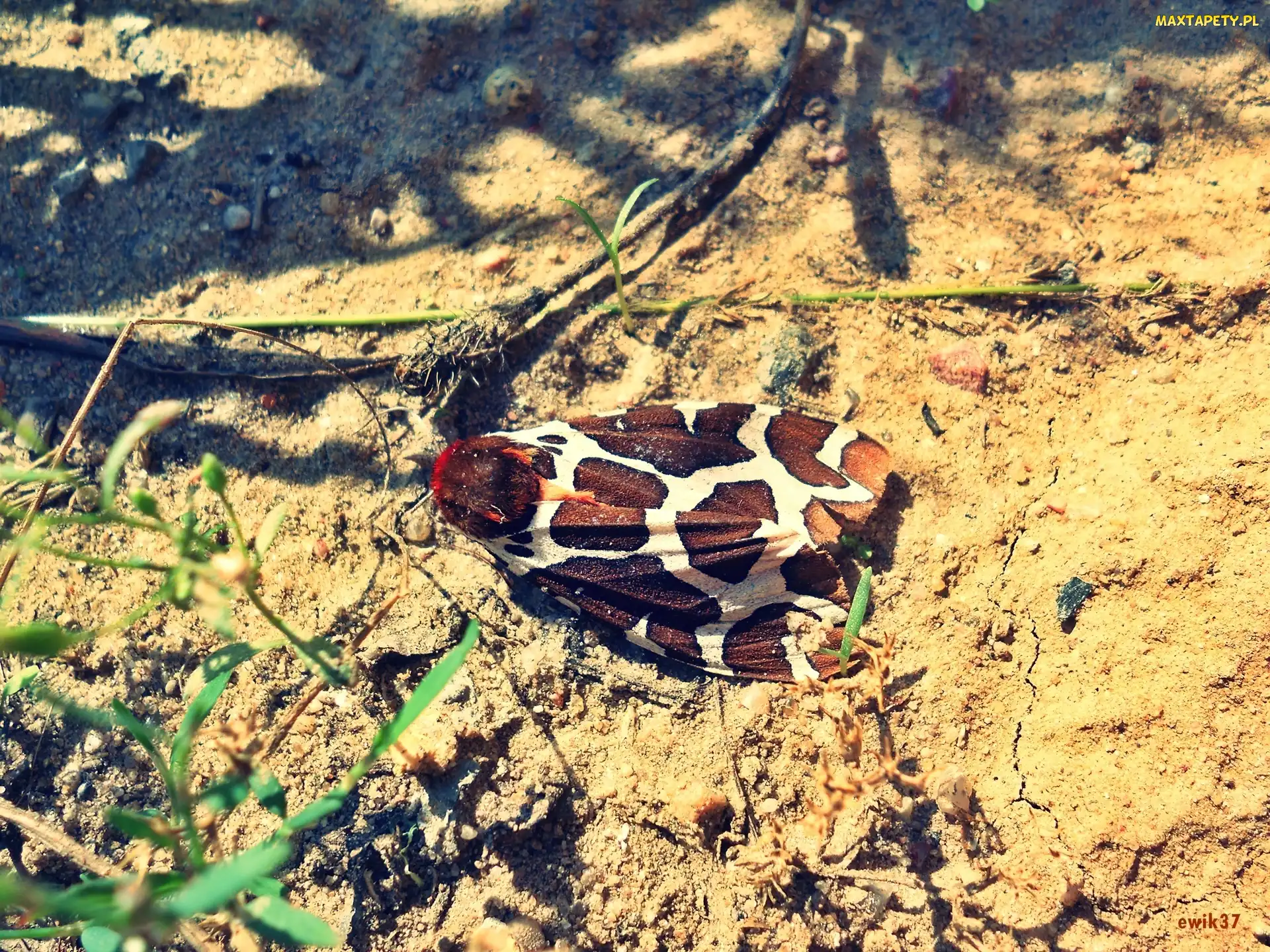 Ćma, Skrzydełka, Białe, Brązowo