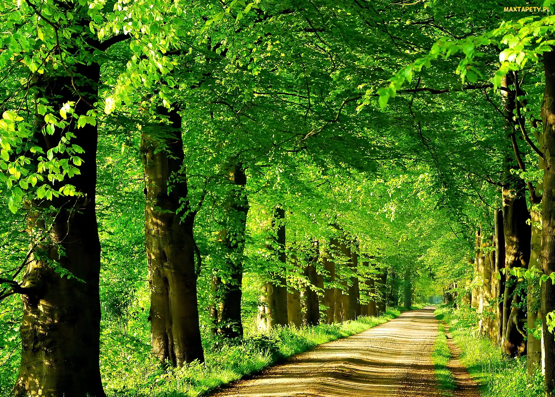 Droga, Park, Drzewa