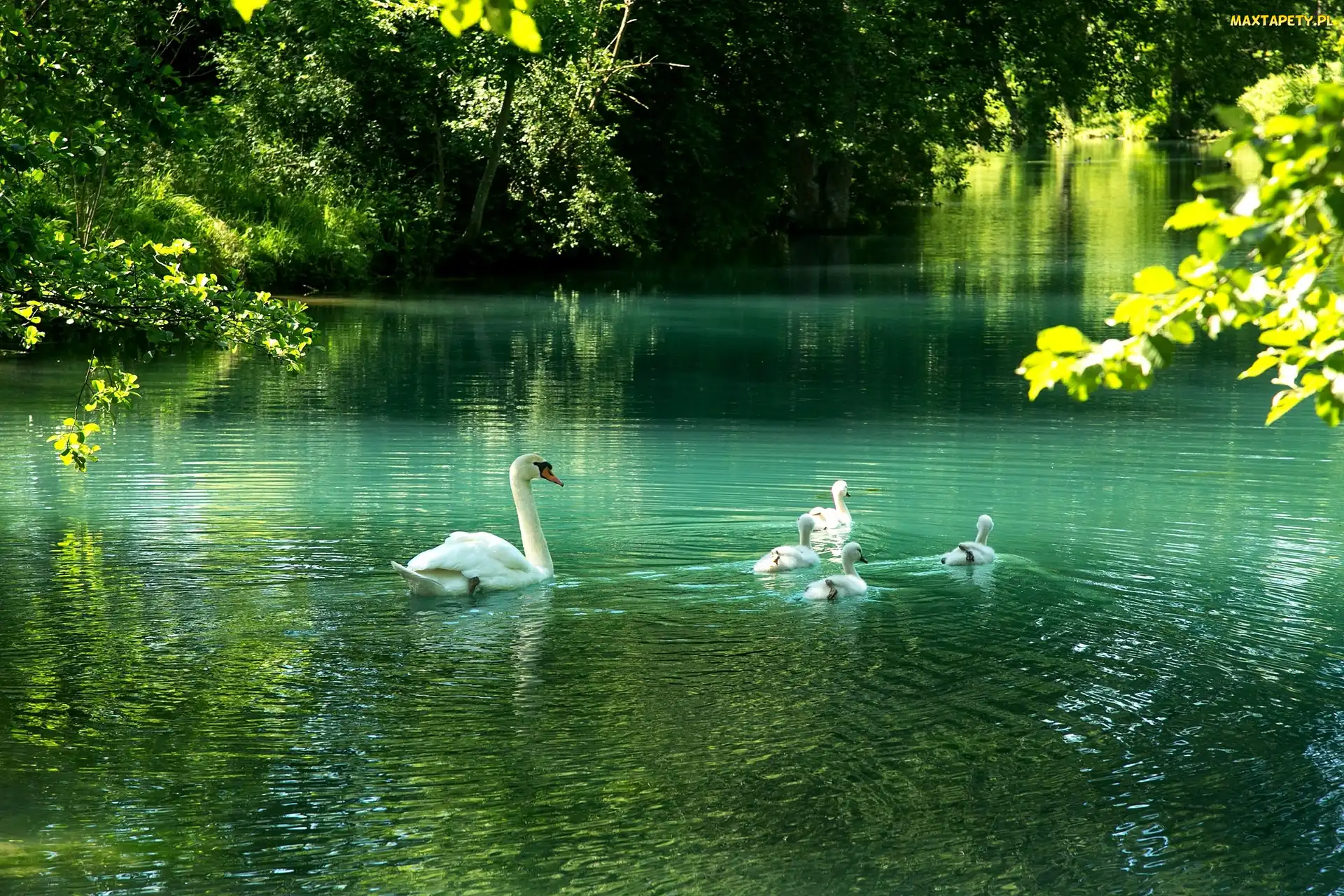 Pisklęta, Staw, Łabędzie