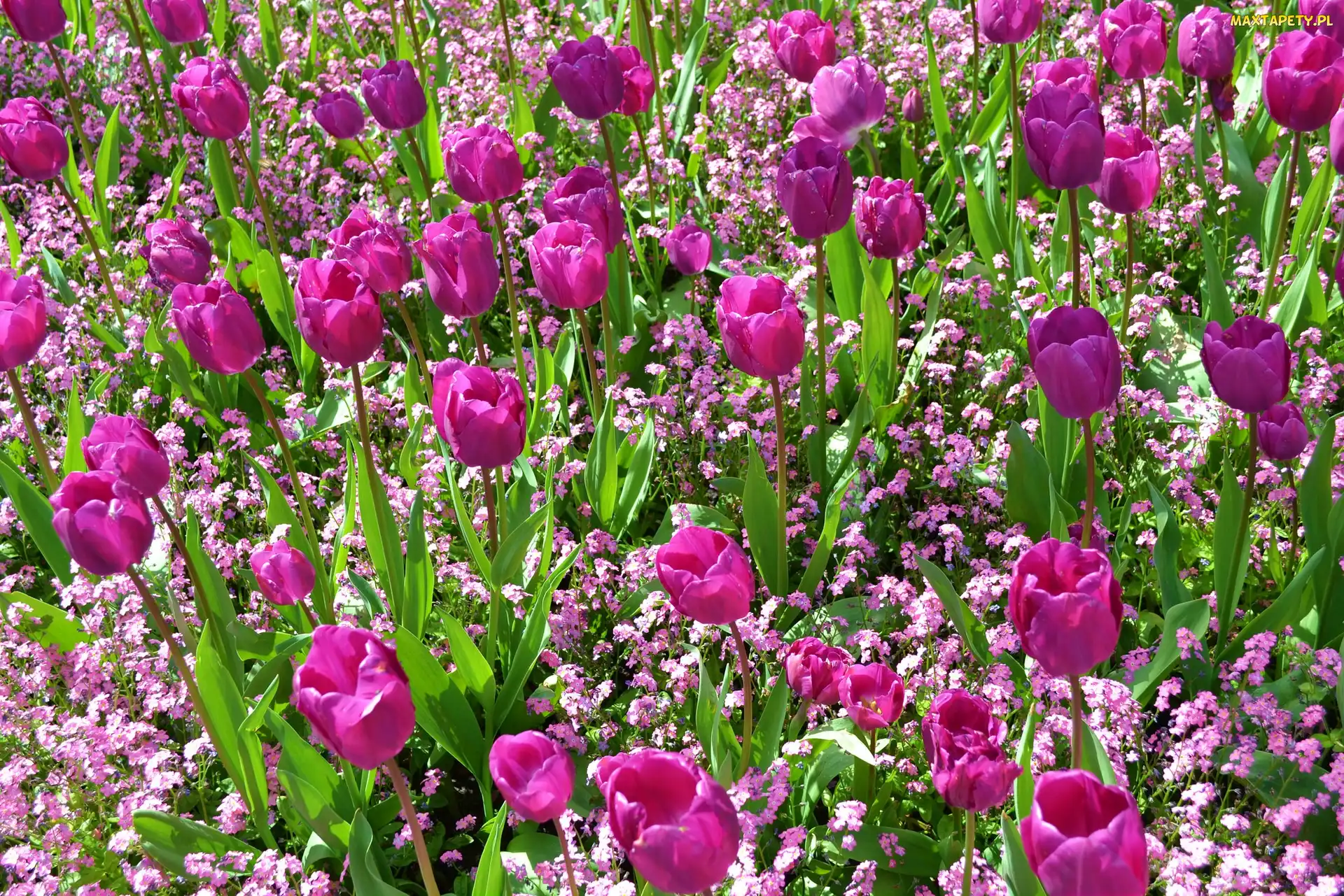 Różowe, Tulipany, Kwiaty