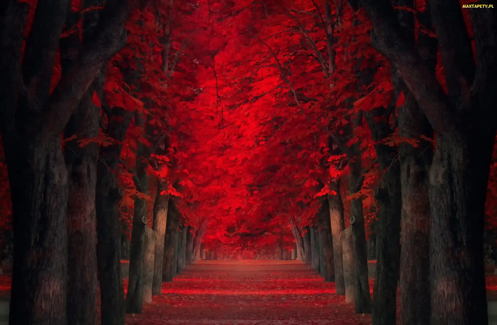 Drzewa, Park, Tunel, Droga, Jesien