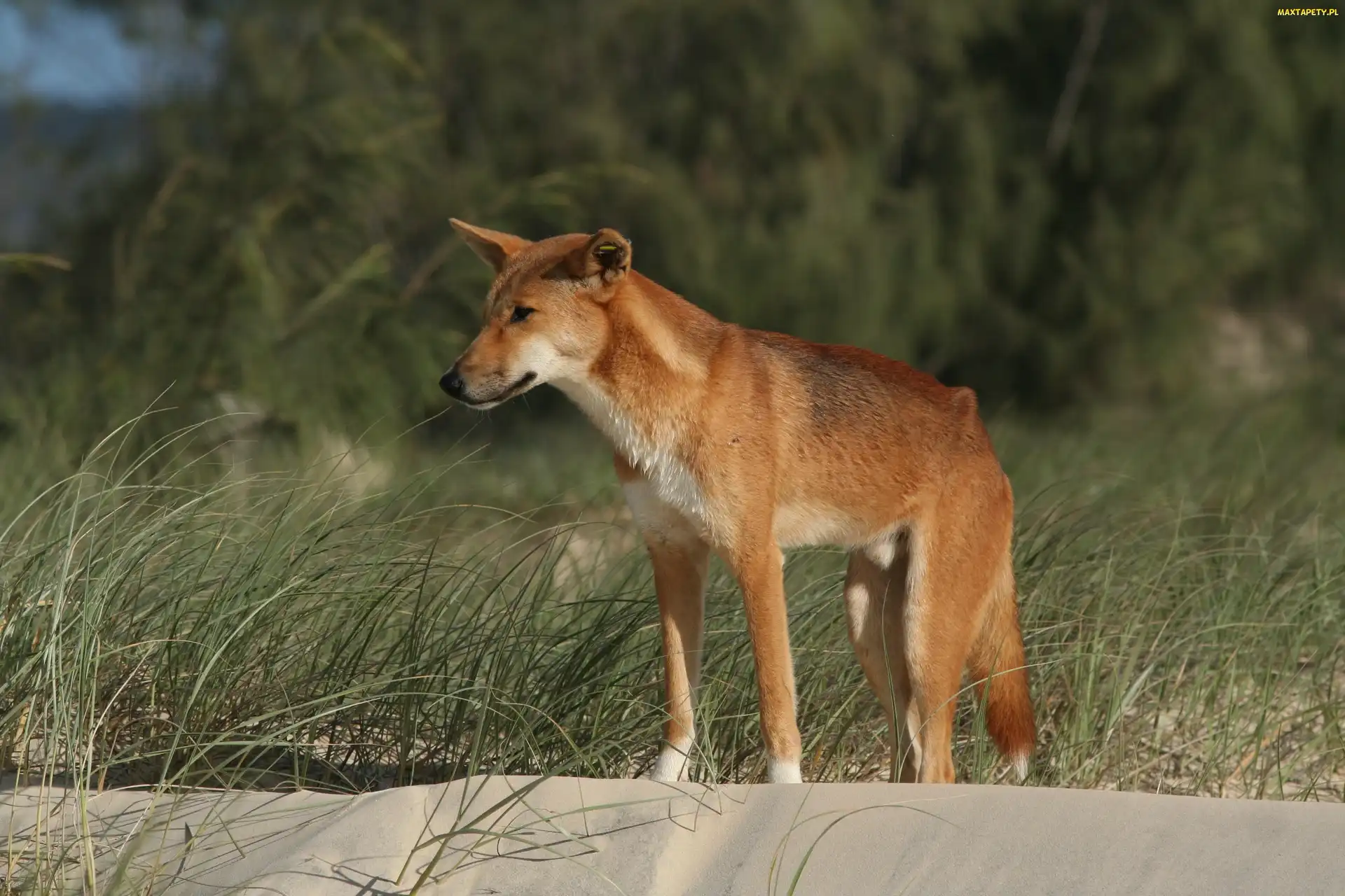 Dziki, Trawa, Dingo, Pies