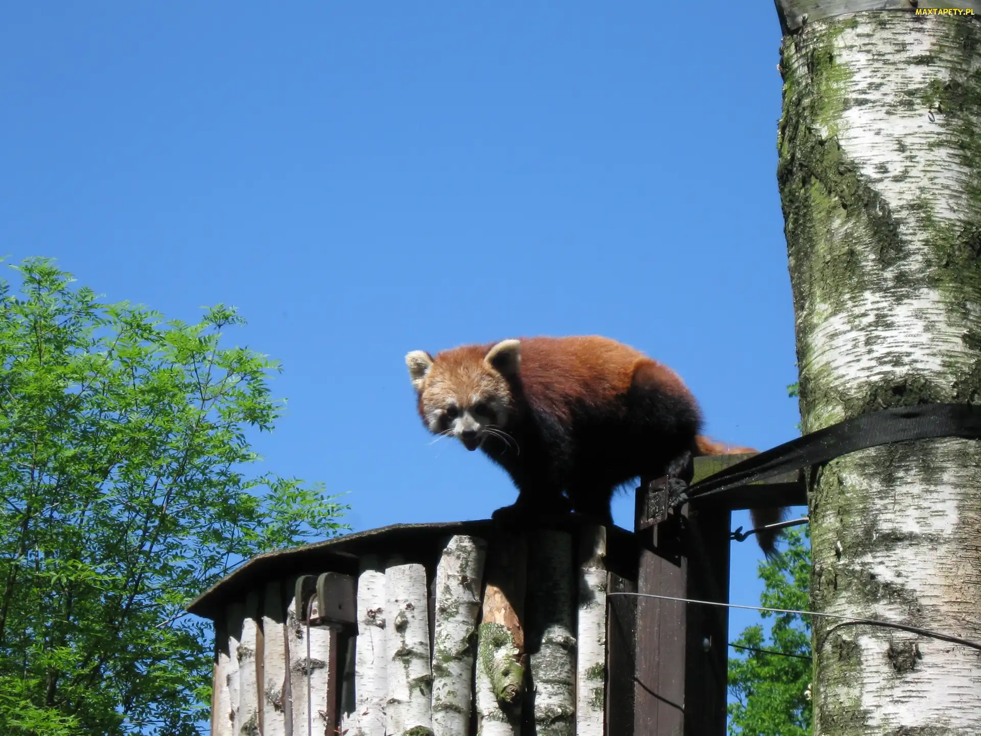 Panda, Pandka ruda, Czerwona