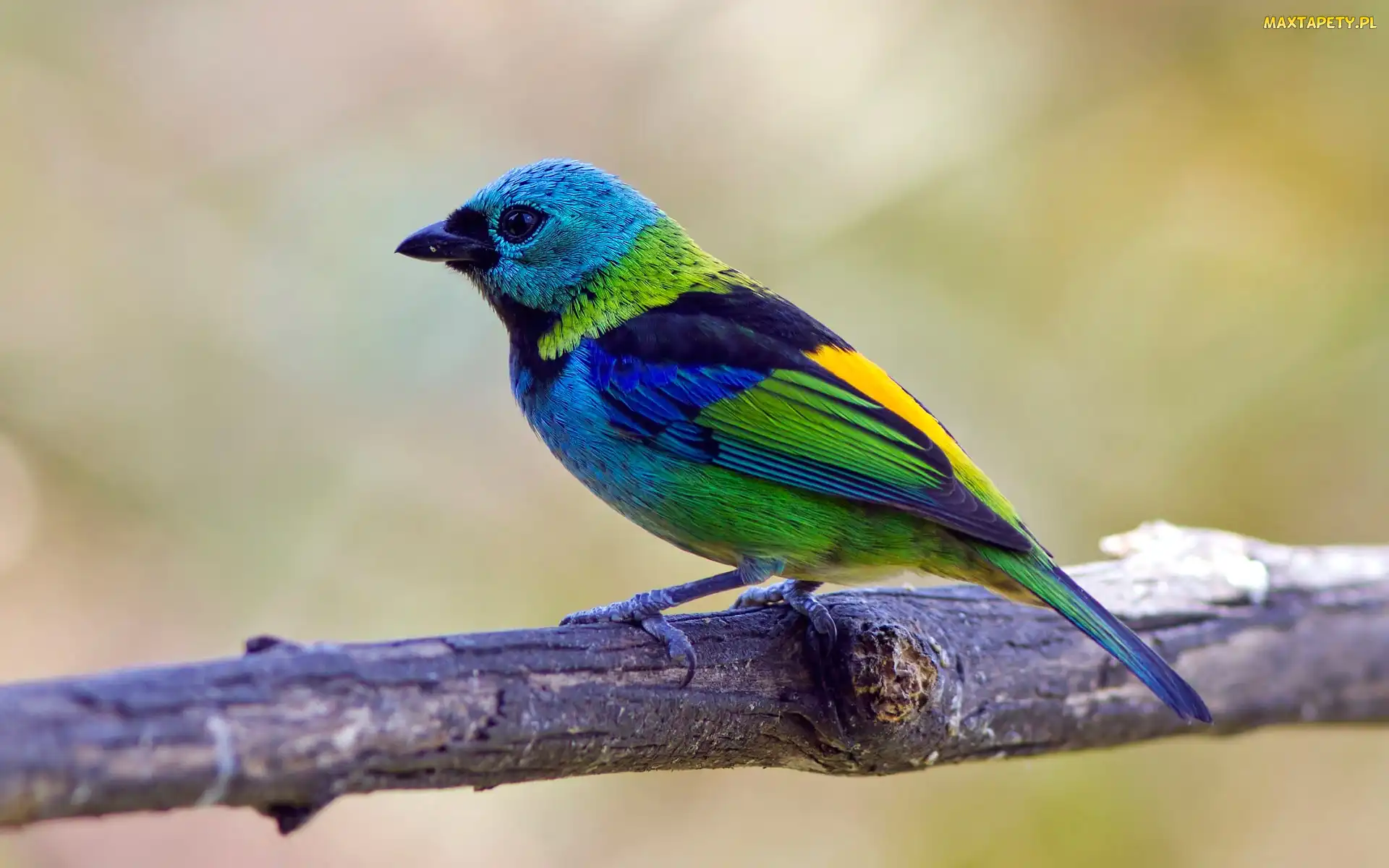 Ptak, Gałązka, Szkarłatny, Tanager, Kolorowy