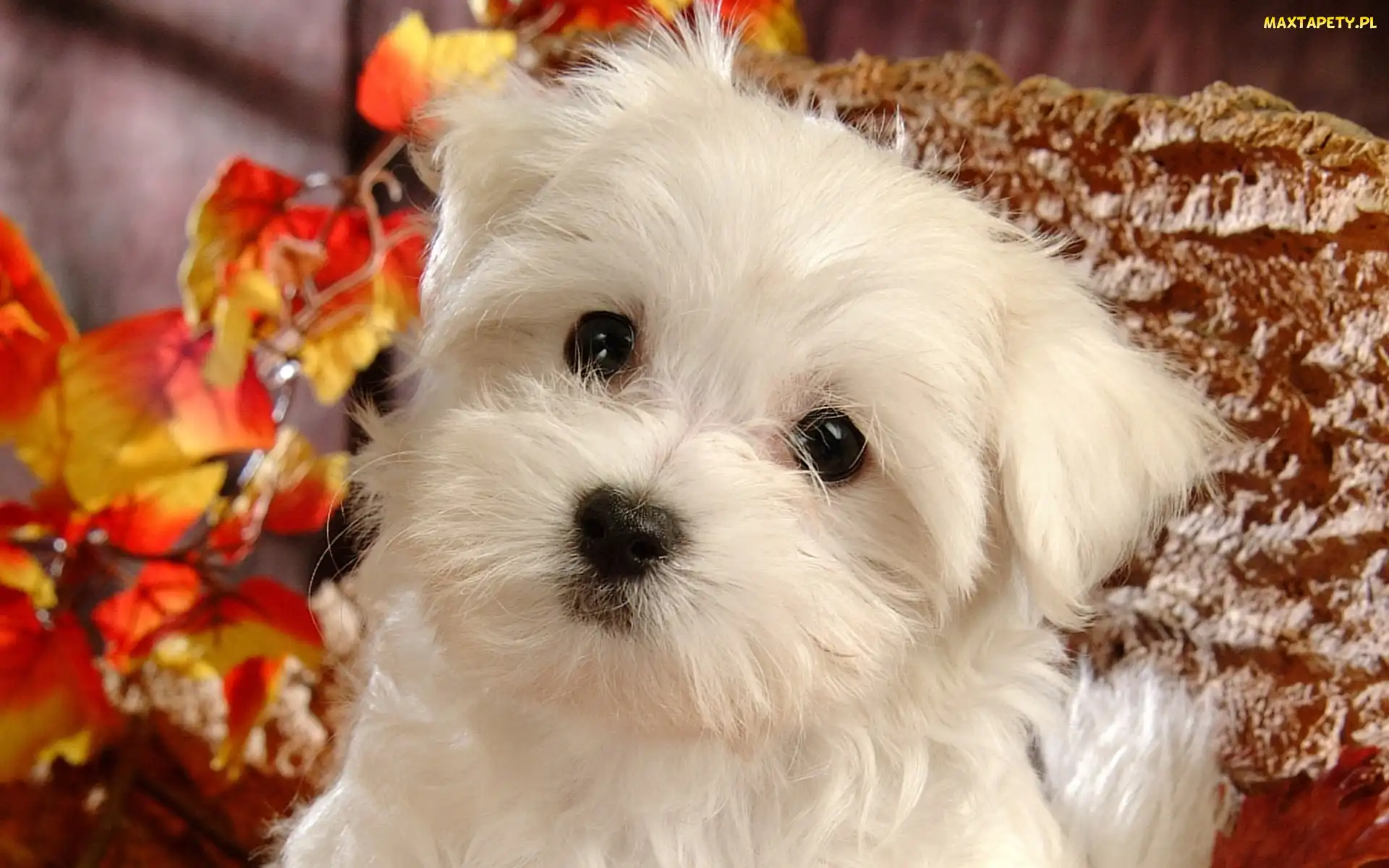 Bichon Frise, Mordka