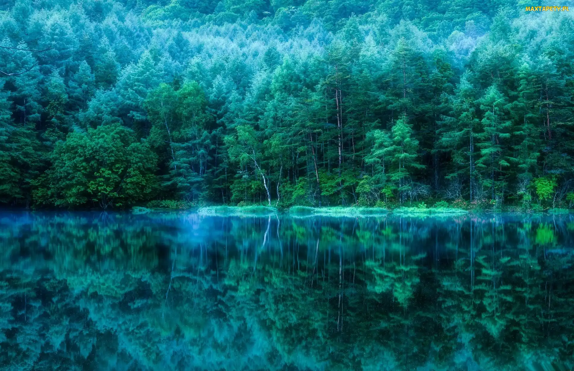 Jezioro, Odbicie, Las