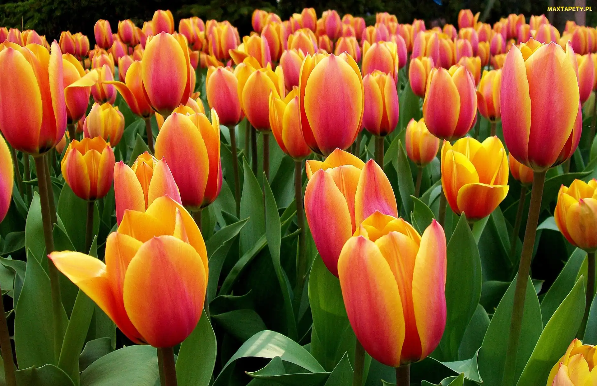 Tulipany