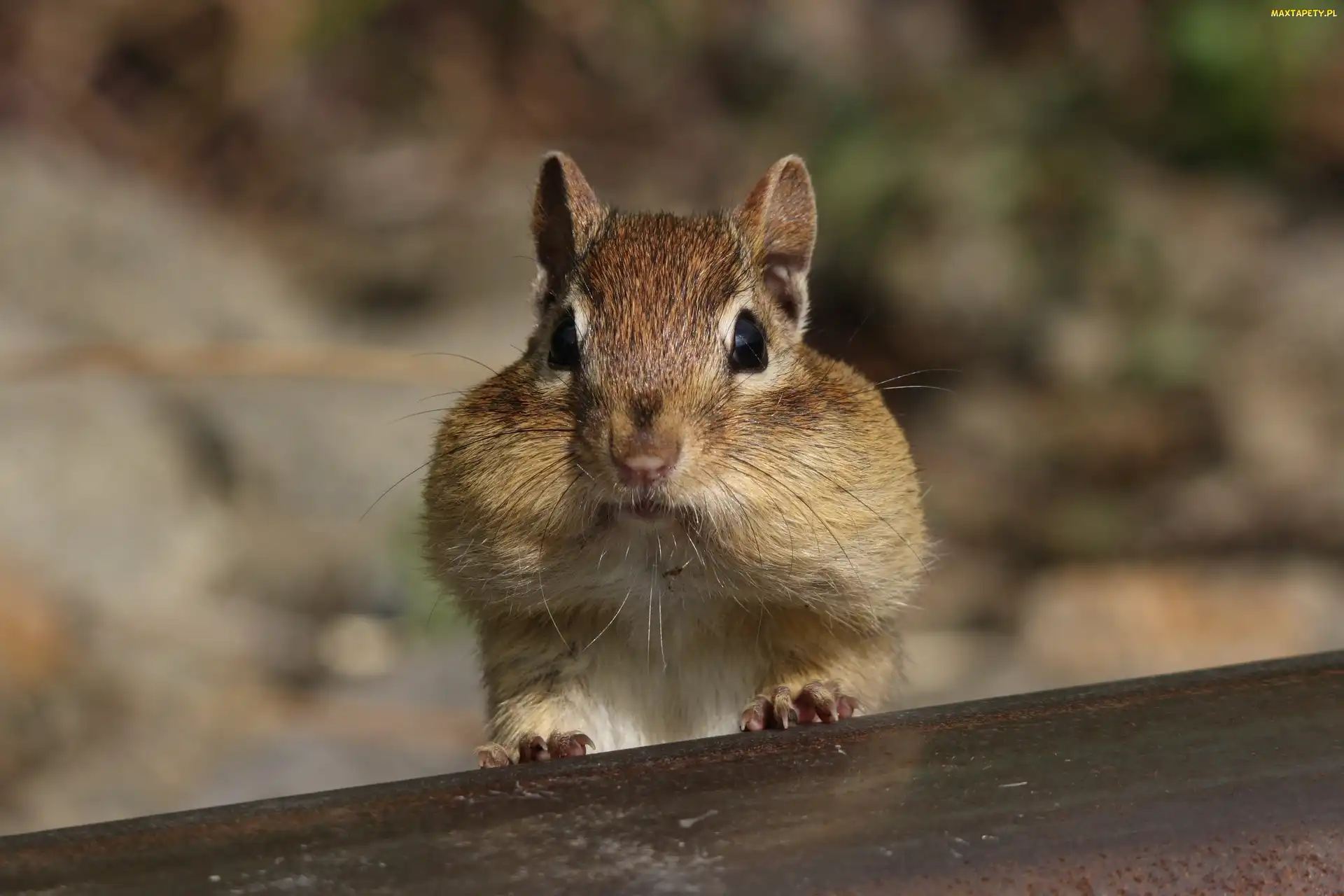 Wiewiórka, Chipmunk