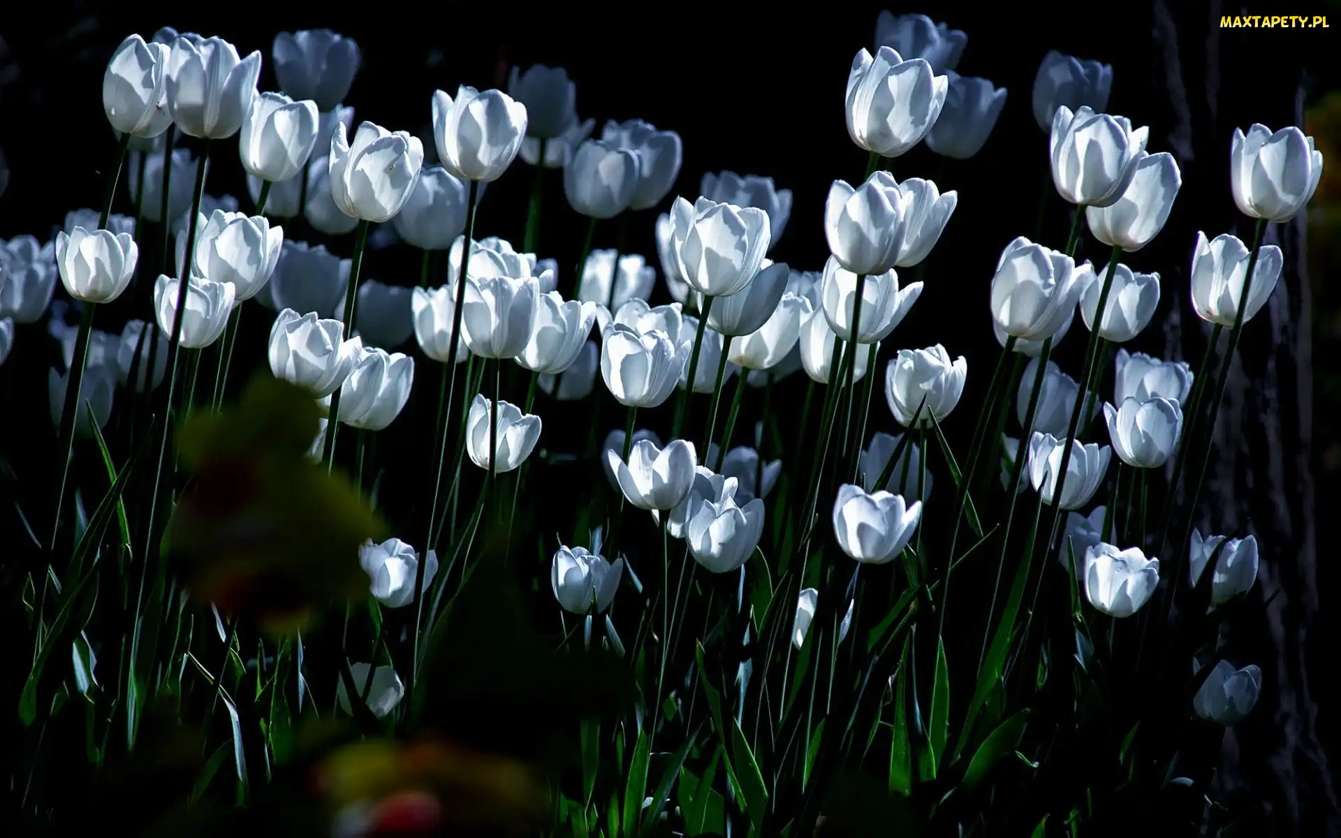 Białe, Tulipany