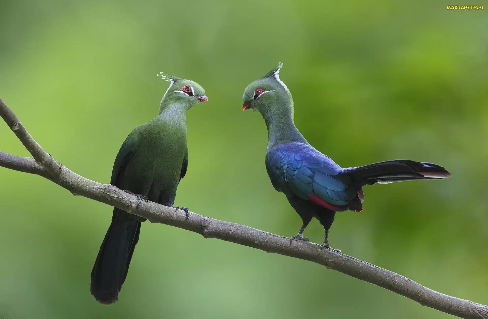 Turaco, Para, Ptaki