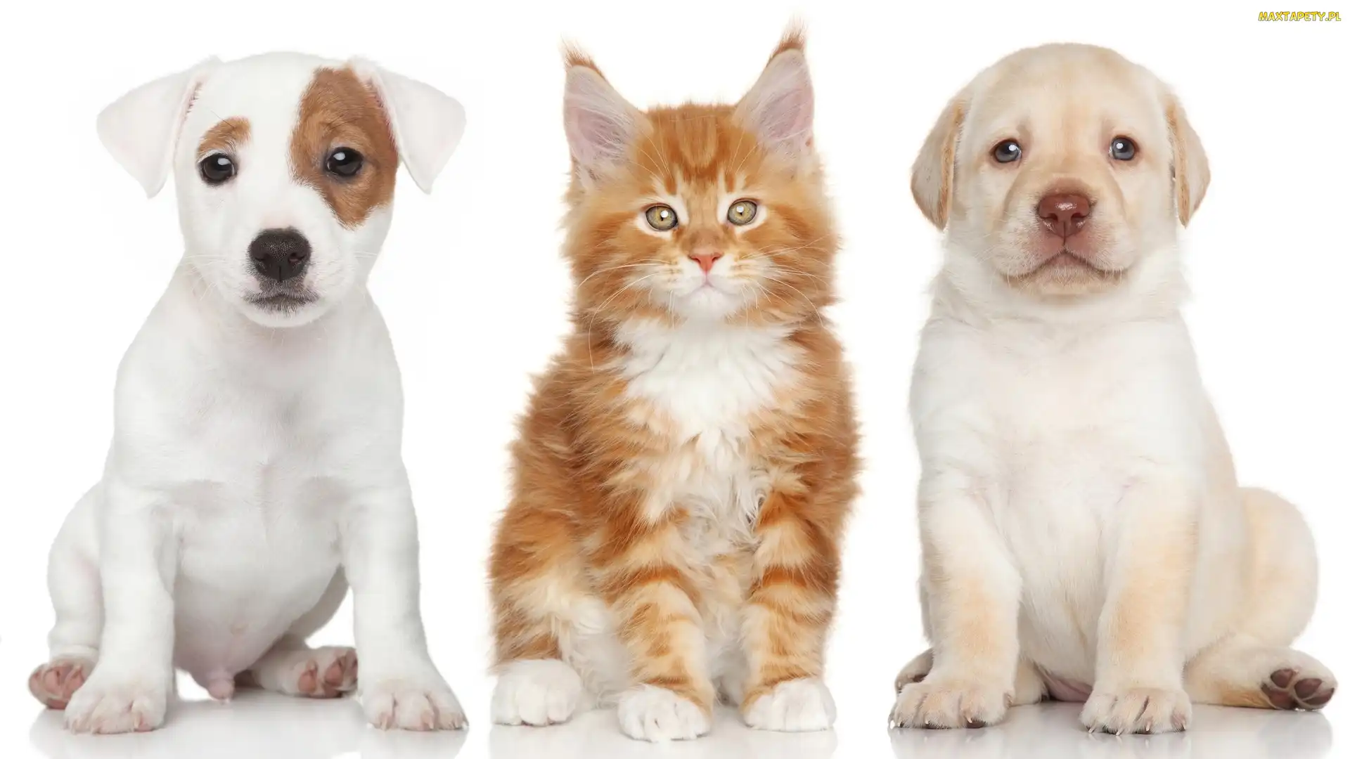 Jack Russell Terrier, Labrador Retriever, Maine Coon, Kot, Pies