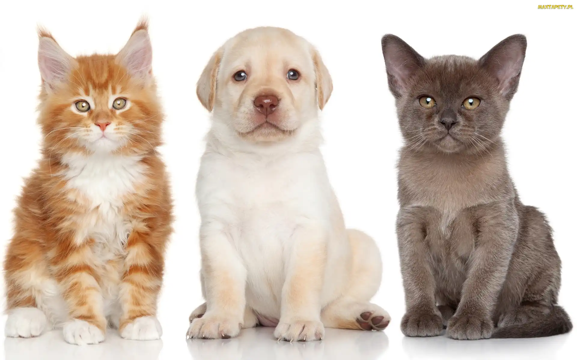Maine Coon, Kot Birmanski, Szczeniak, Labrador, Kot