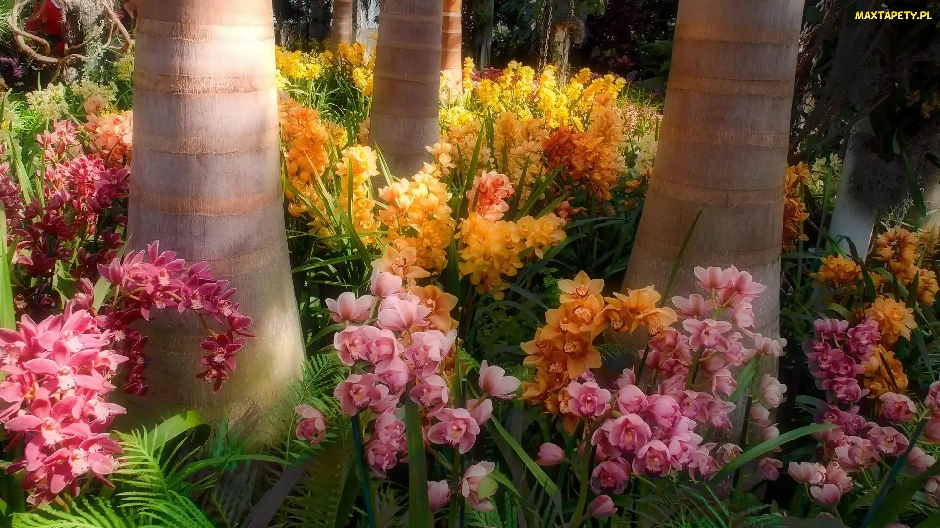 Park, Orchidea, Egzotyczny