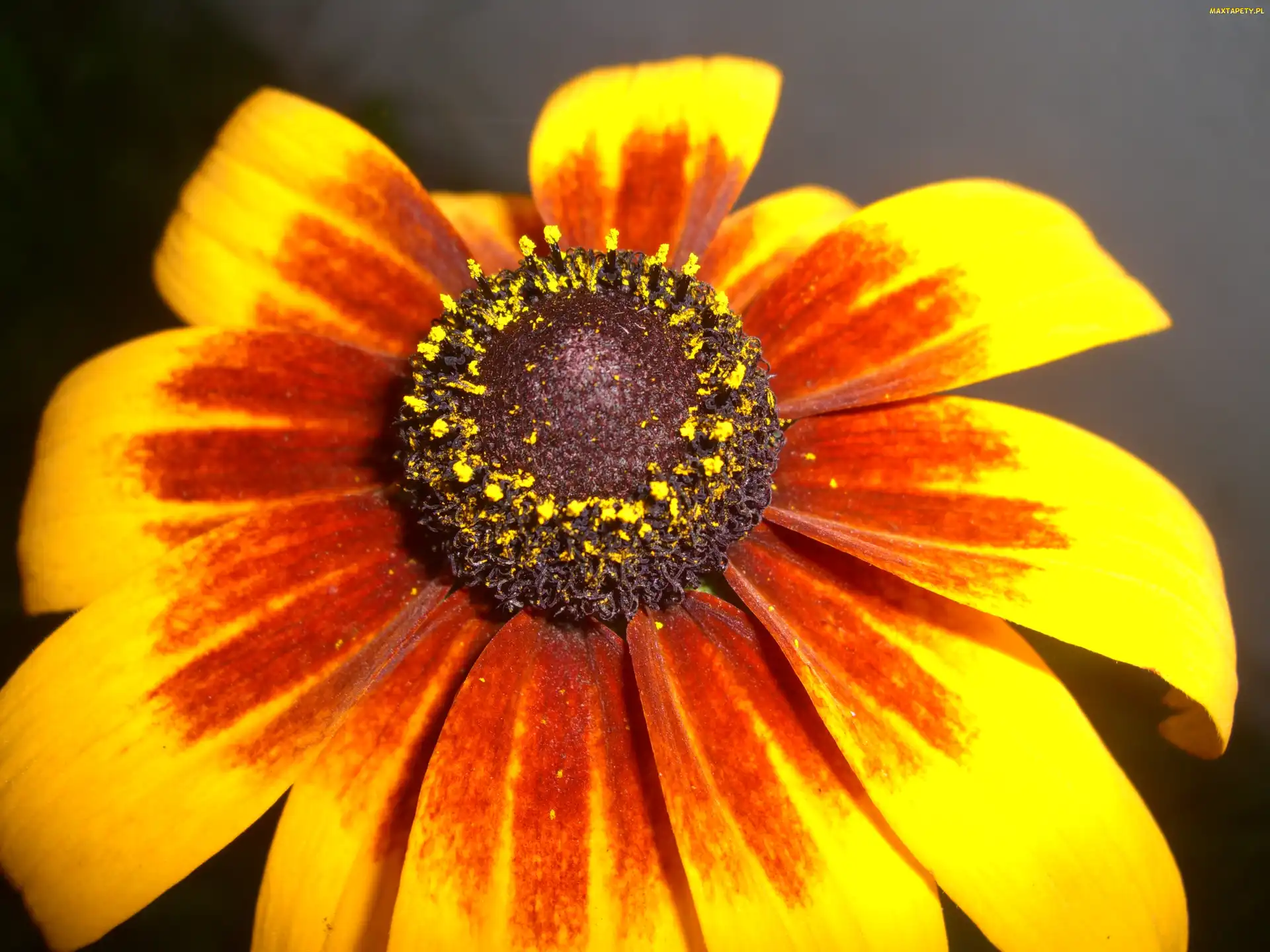 Kwiat, Płatki, Rudbekia, Dwubarwne