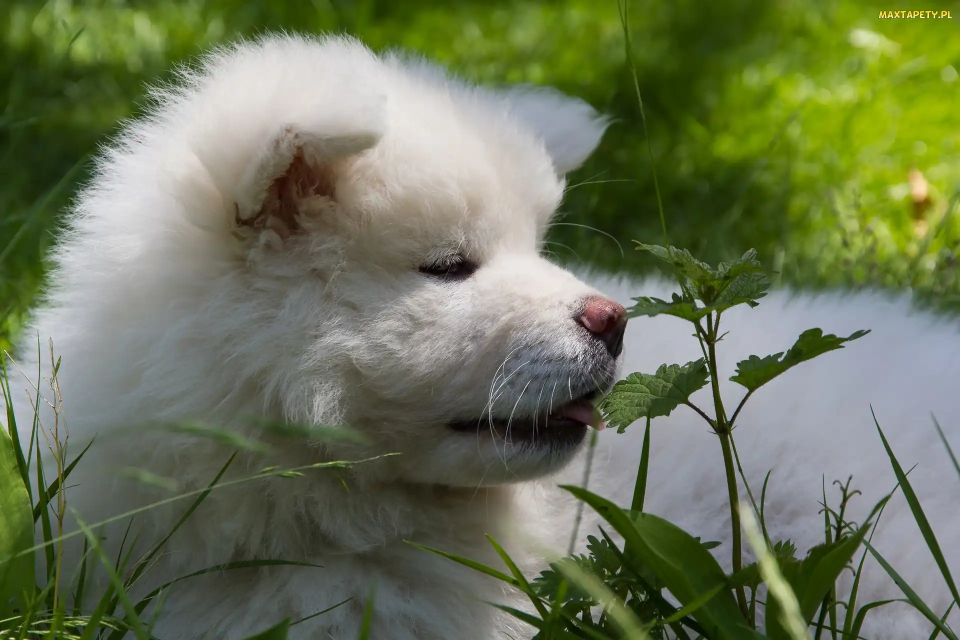 Roślinność, Inu, Pies, Akita