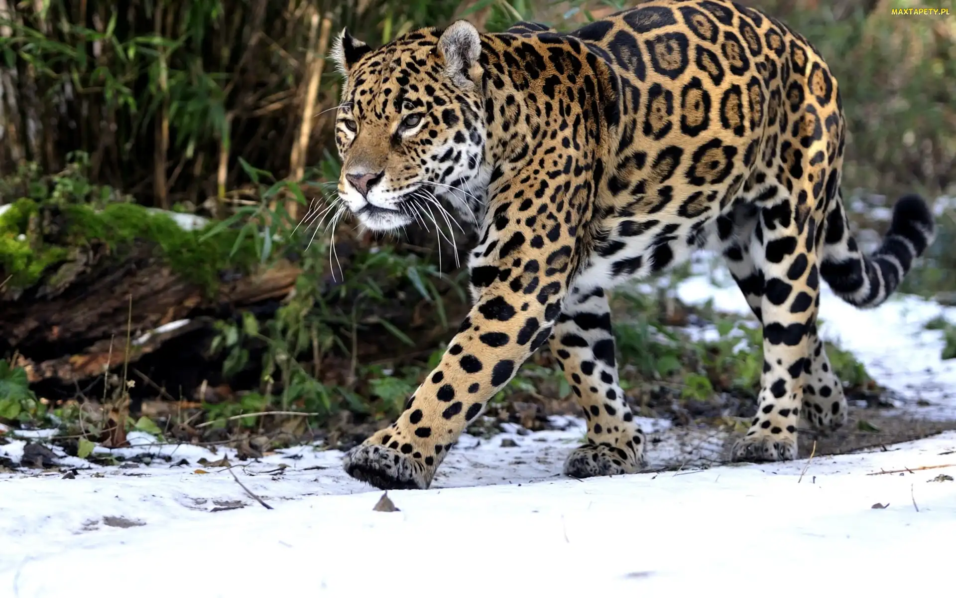 Tapety, zdjęcia - Jaguar