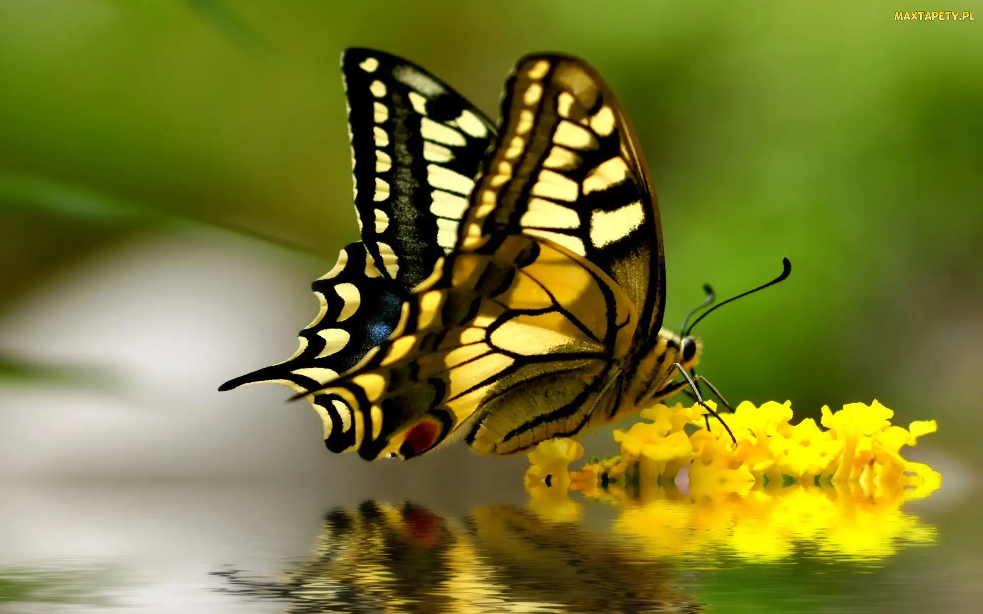 Kwiaty, Odbicie, Paź królowej, Motyl, Żółte
