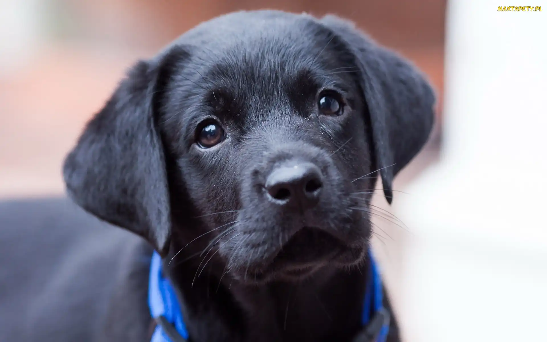 Czarny, Szczeniak, Labrador retriever