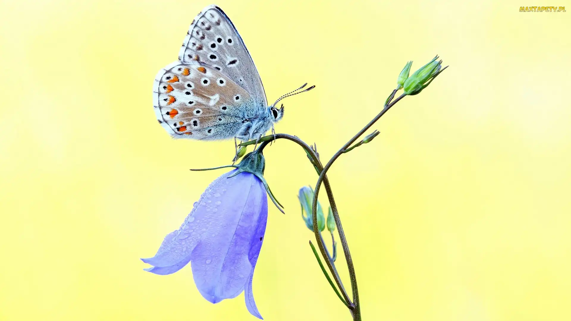 Dzwonek, Motylek, Motyl, Modraszek ikar