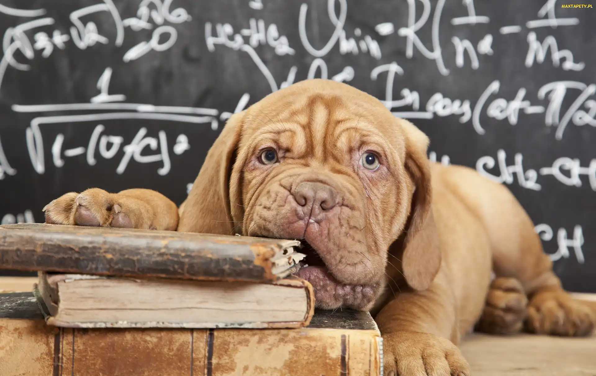 Pies, Książki, Dog de Bordeaux