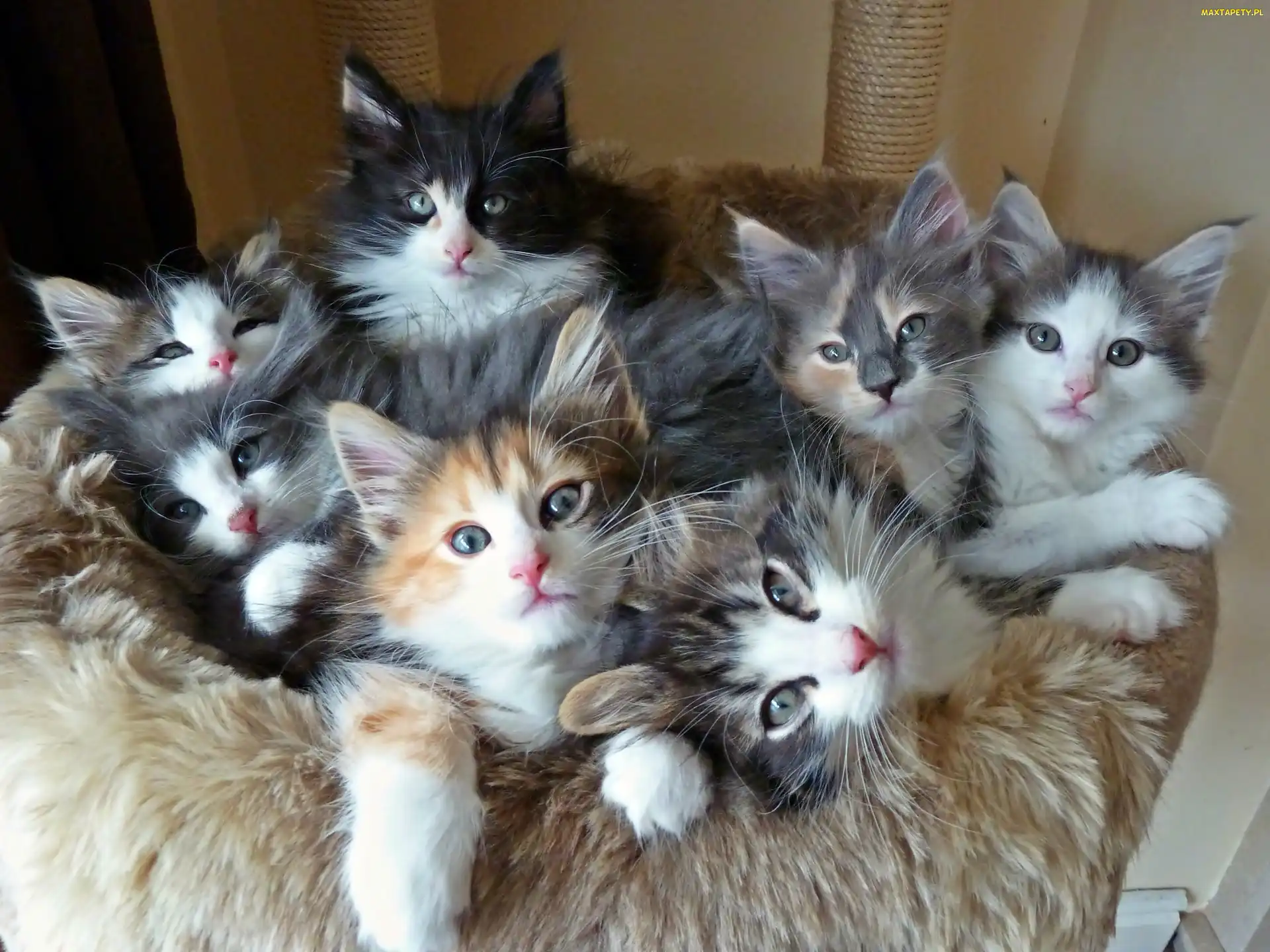 Maine coon, Koty