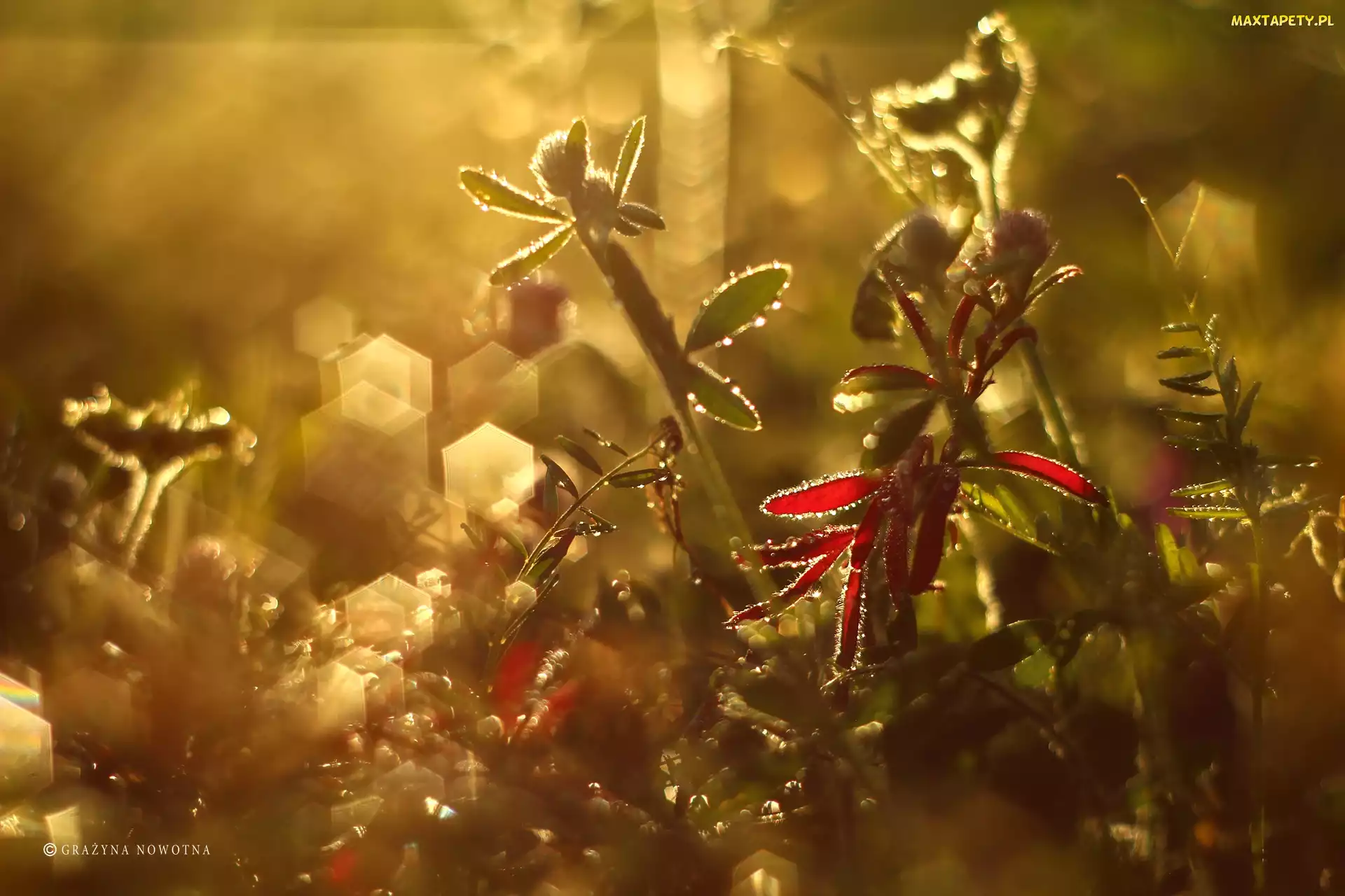 Bokeh, Wieczór, Łąka, Rośliny