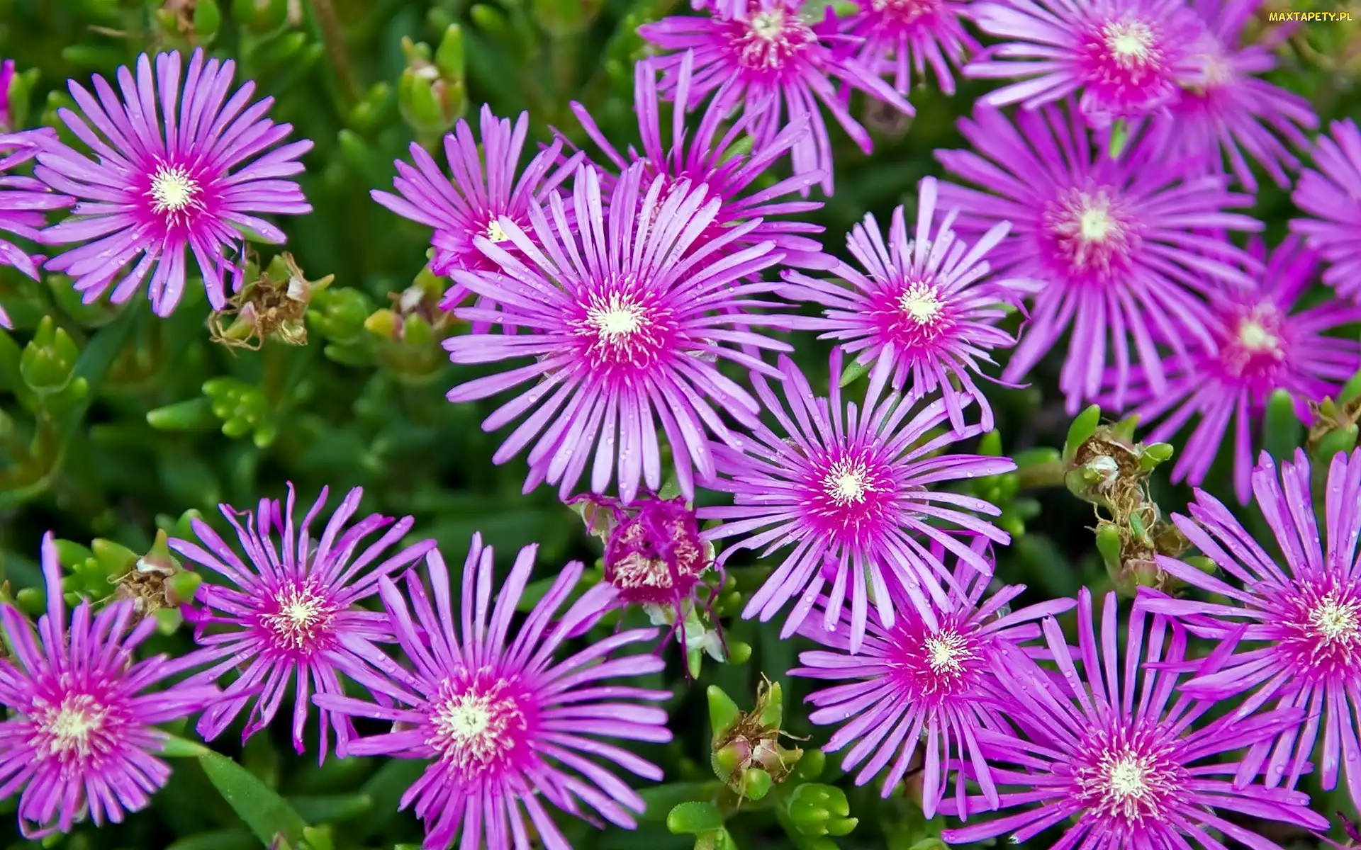 Różowa, Portulaka