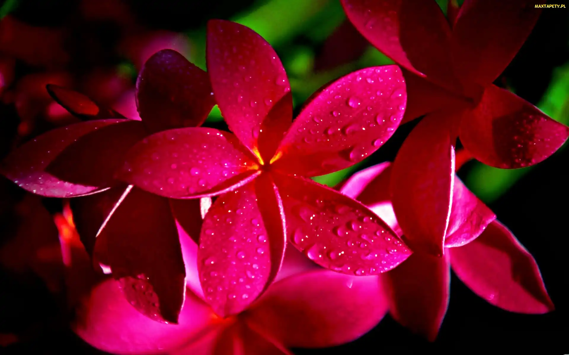 Wody, Krople, Plumeria, Czerwona