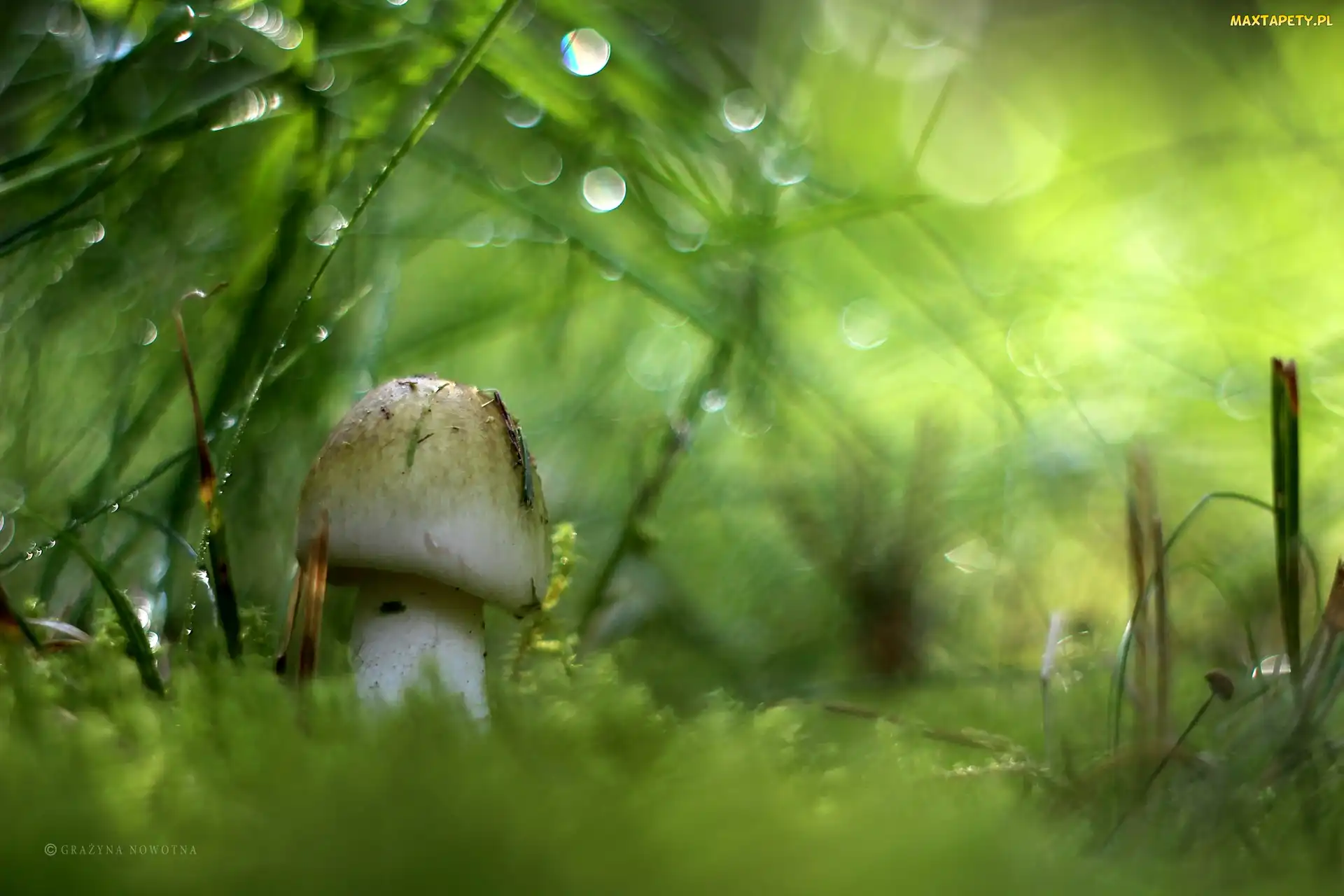 Bokeh, Mech, Biały, Grzyb
