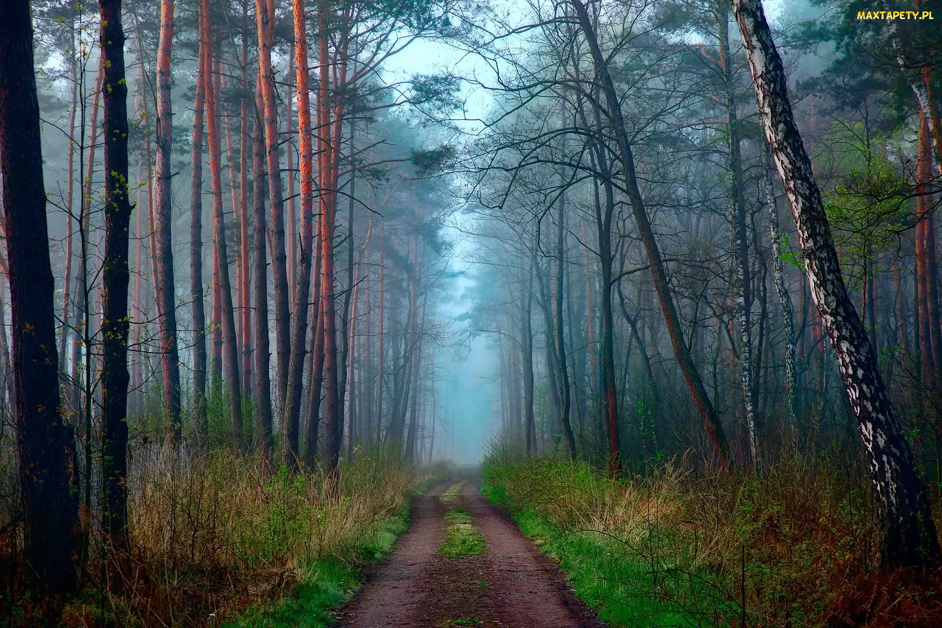 Mgła, Poranek, Las, Droga