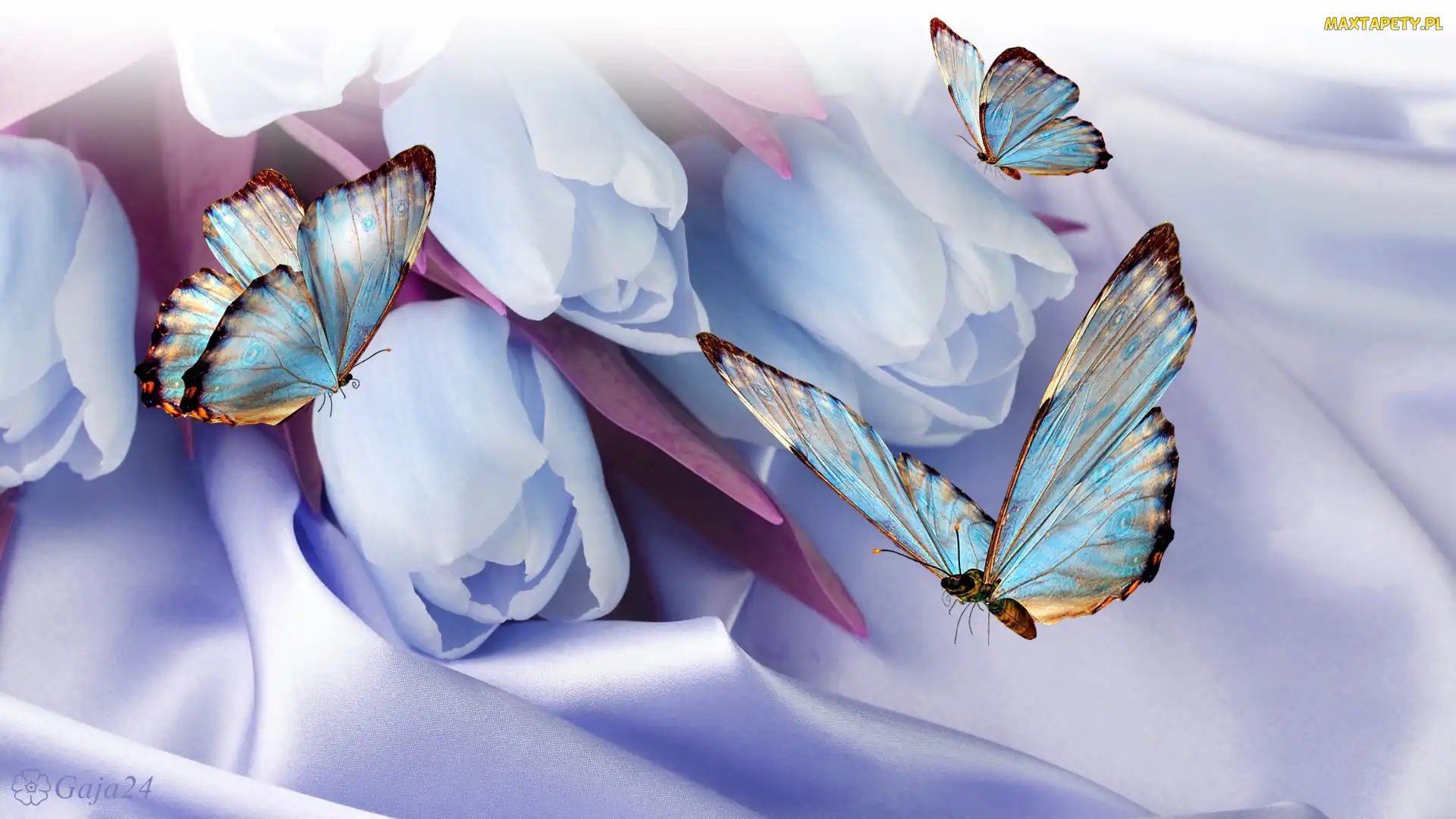 Wektorowa, 3D, Tulipany, Niebieskie motyle